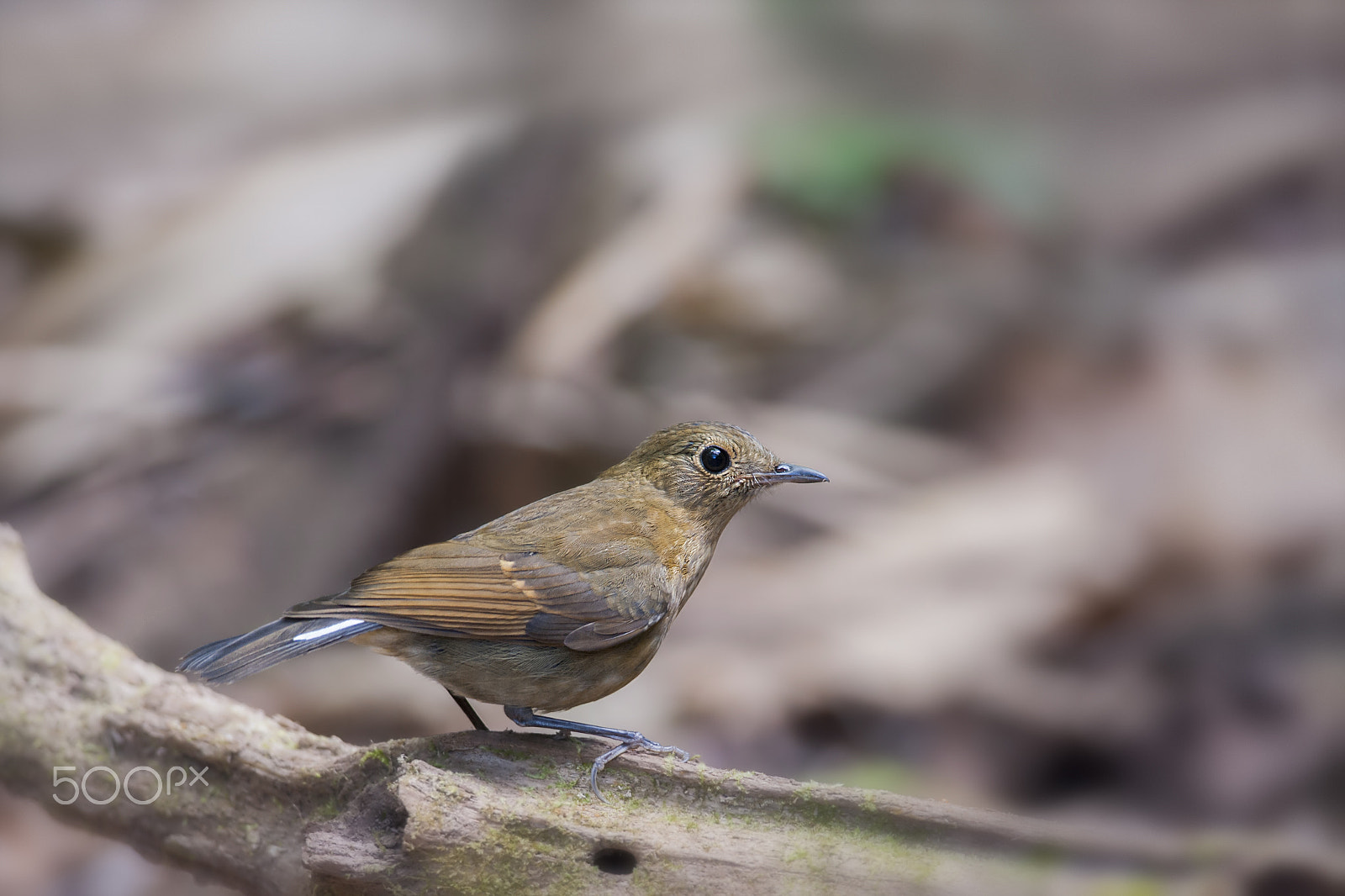 Nikon D700 + Nikon AF-S Nikkor 300mm F4D ED-IF sample photo. White tailed robin (f) photography