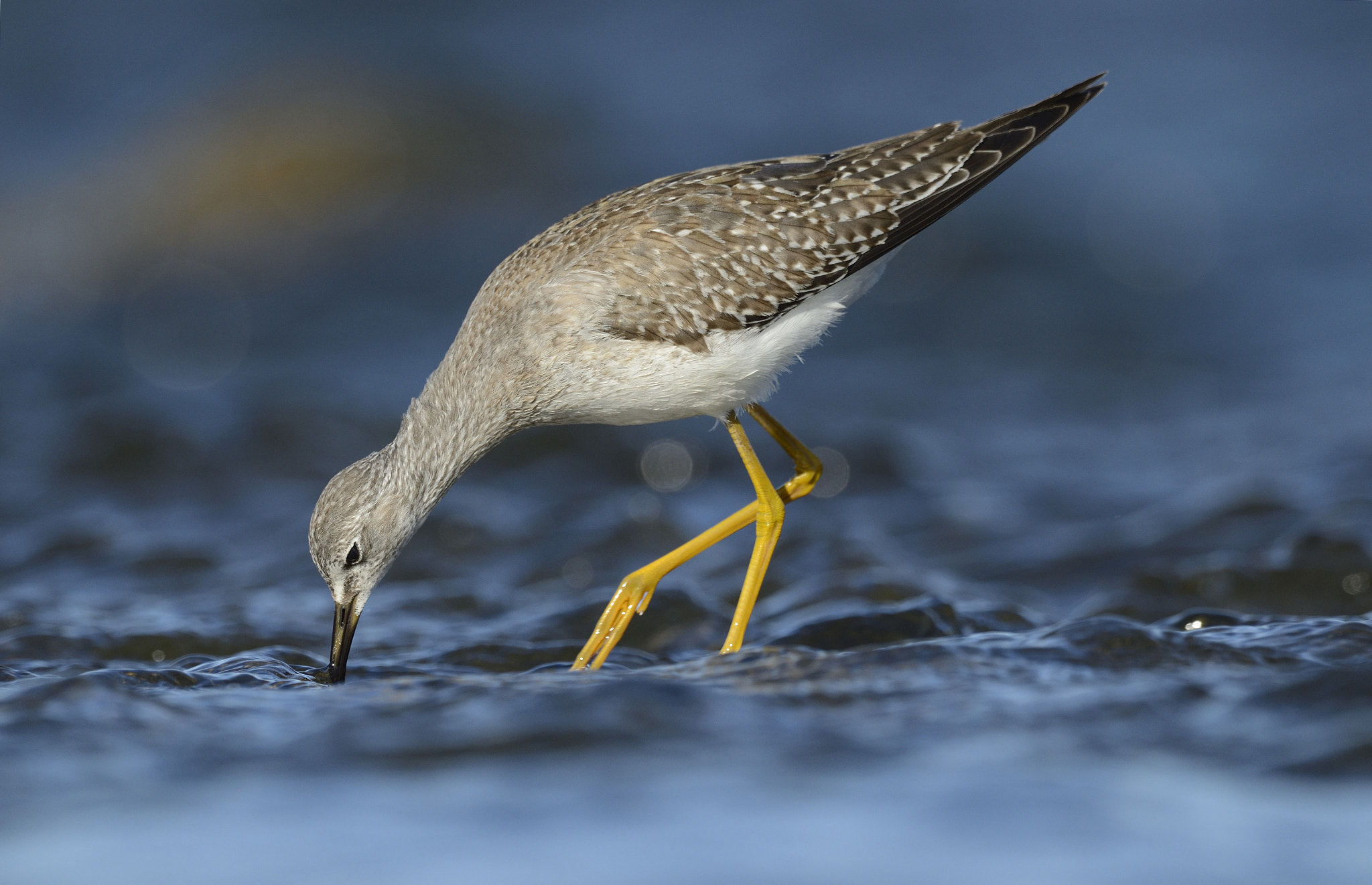 Nikon AF-S Nikkor 800mm F5.6E FL ED VR sample photo. Petit chevalier / tringa flavipes / lesser yellowlegs photography