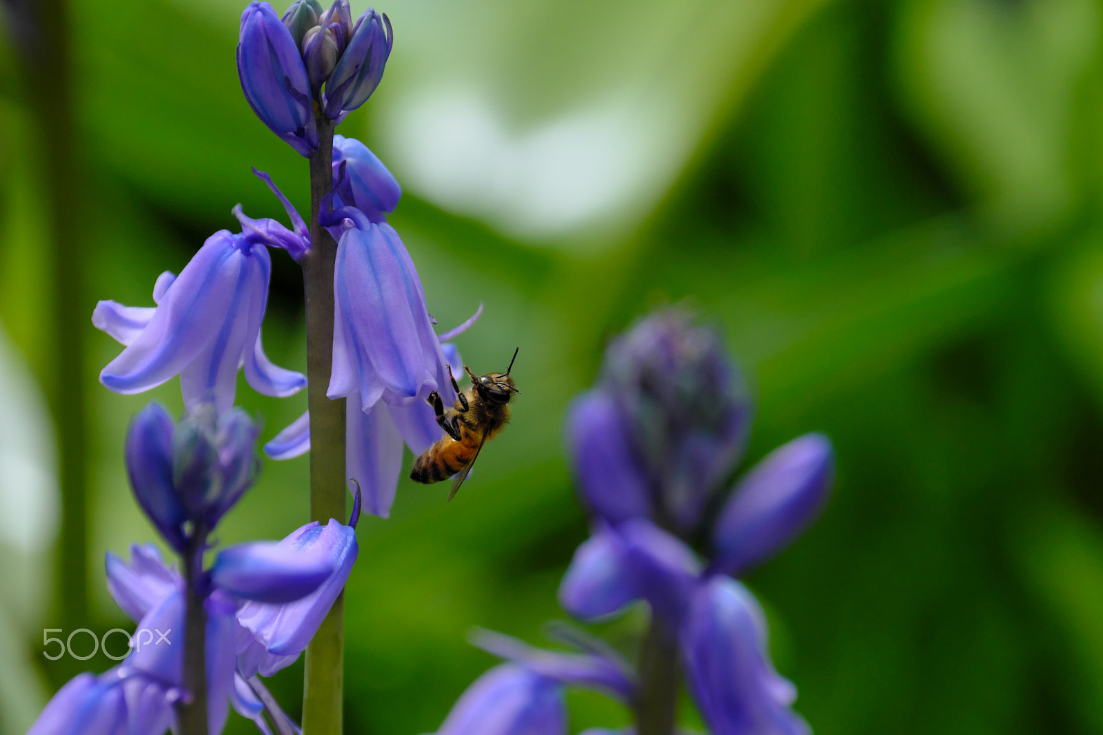 XF100-400mmF4.5-5.6 R LM OIS WR + 1.4x sample photo. Busy bee photography