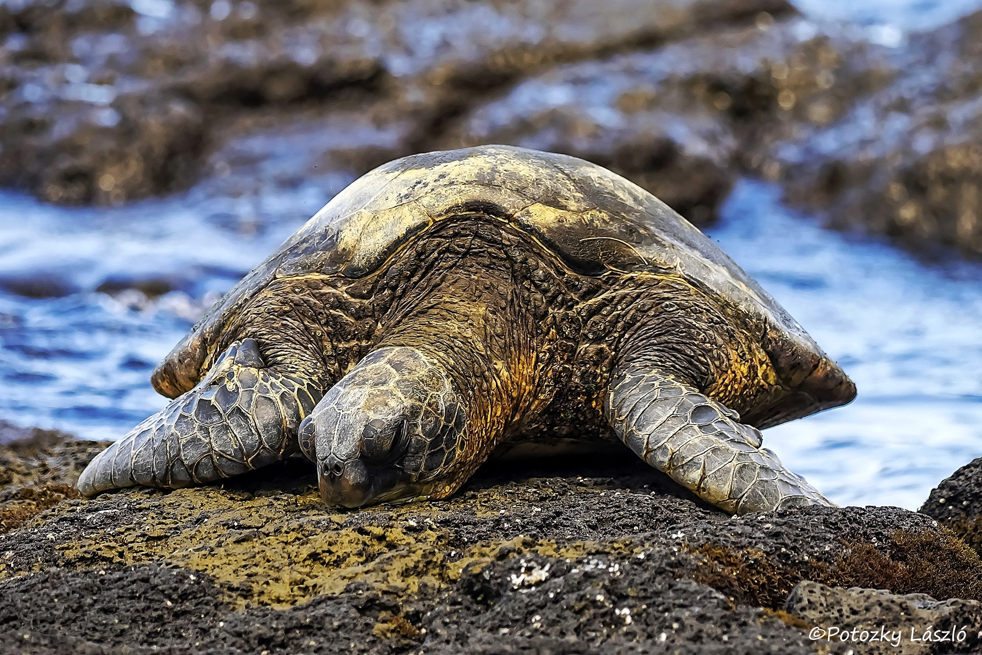 Olympus OM-D E-M1 + OLYMPUS M.300mm F4.0 sample photo. Honu photography