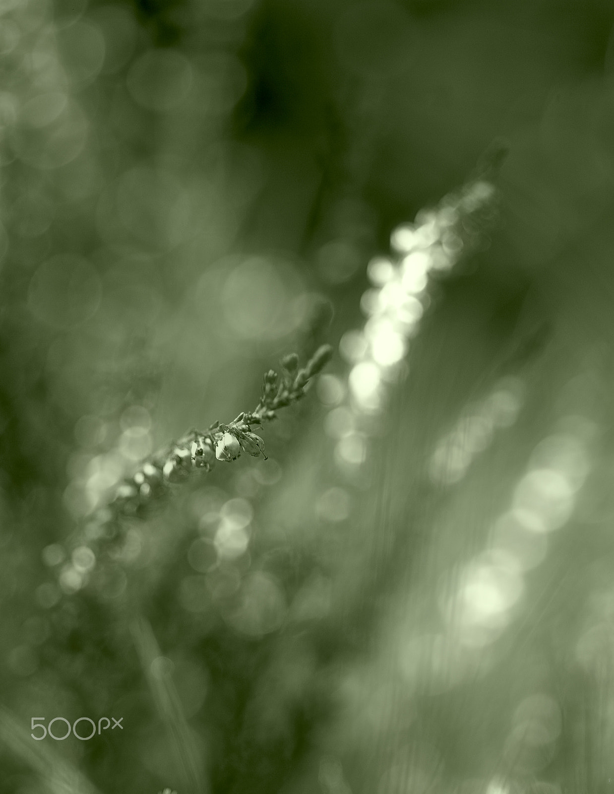 Pentax smc D-FA 100mm F2.8 macro sample photo. ... photography