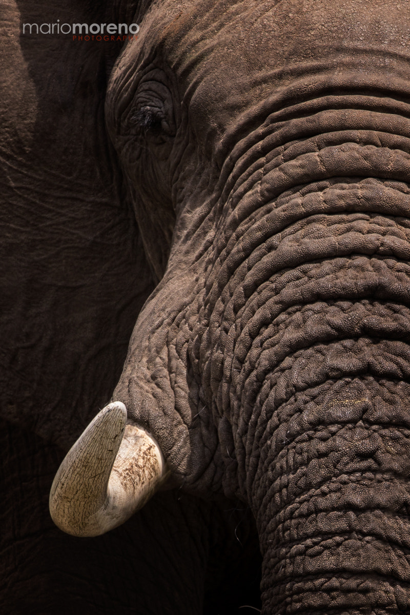 Canon EOS-1D X + Canon EF 300mm F2.8L IS USM sample photo. The elephant portrait photography
