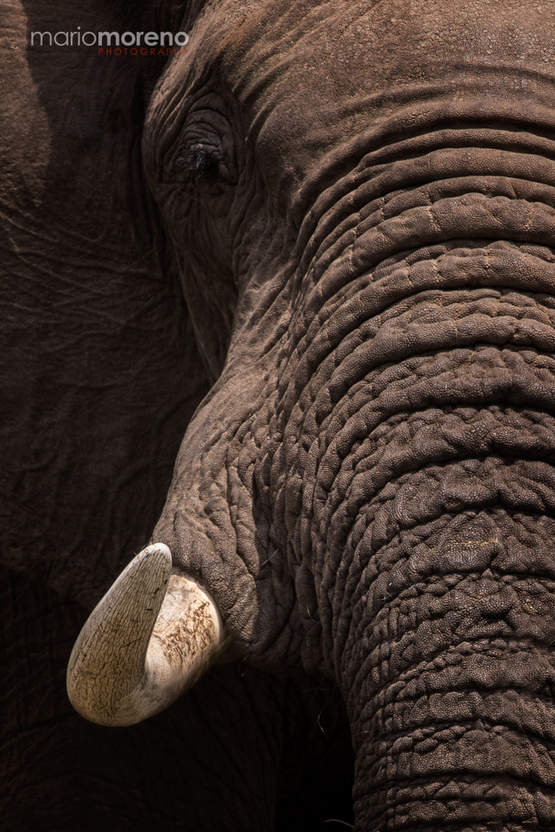 Canon EF 300mm F2.8L IS USM sample photo. The elephant portrait photography