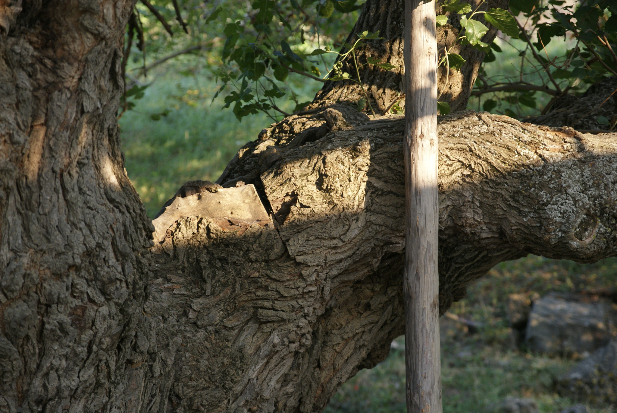 Sigma 17-70mm F2.8-4 DC Macro HSM sample photo. Mulberry photography