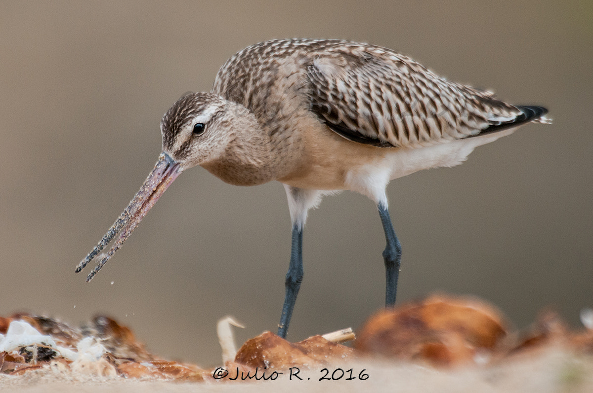 Nikon D300S + Nikon AF-S Nikkor 500mm F4G ED VR sample photo. Limosa lapponica photography