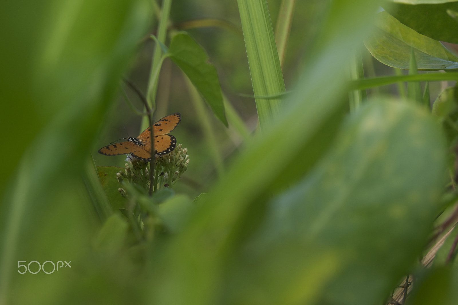 Sony SLT-A33 + Sony DT 18-55mm F3.5-5.6 SAM sample photo. Butter don't flutter photography