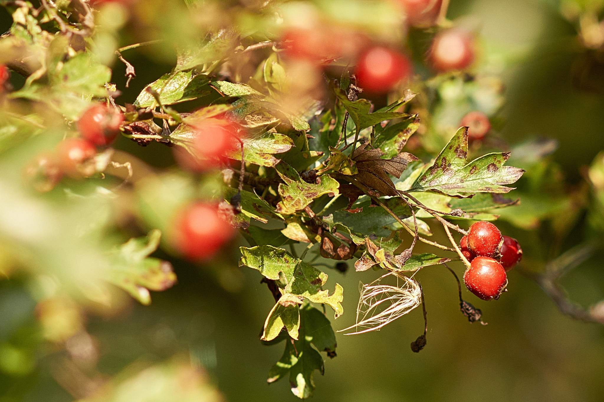 Sony Sonnar T* 135mm F1.8 ZA sample photo. Dsc photography
