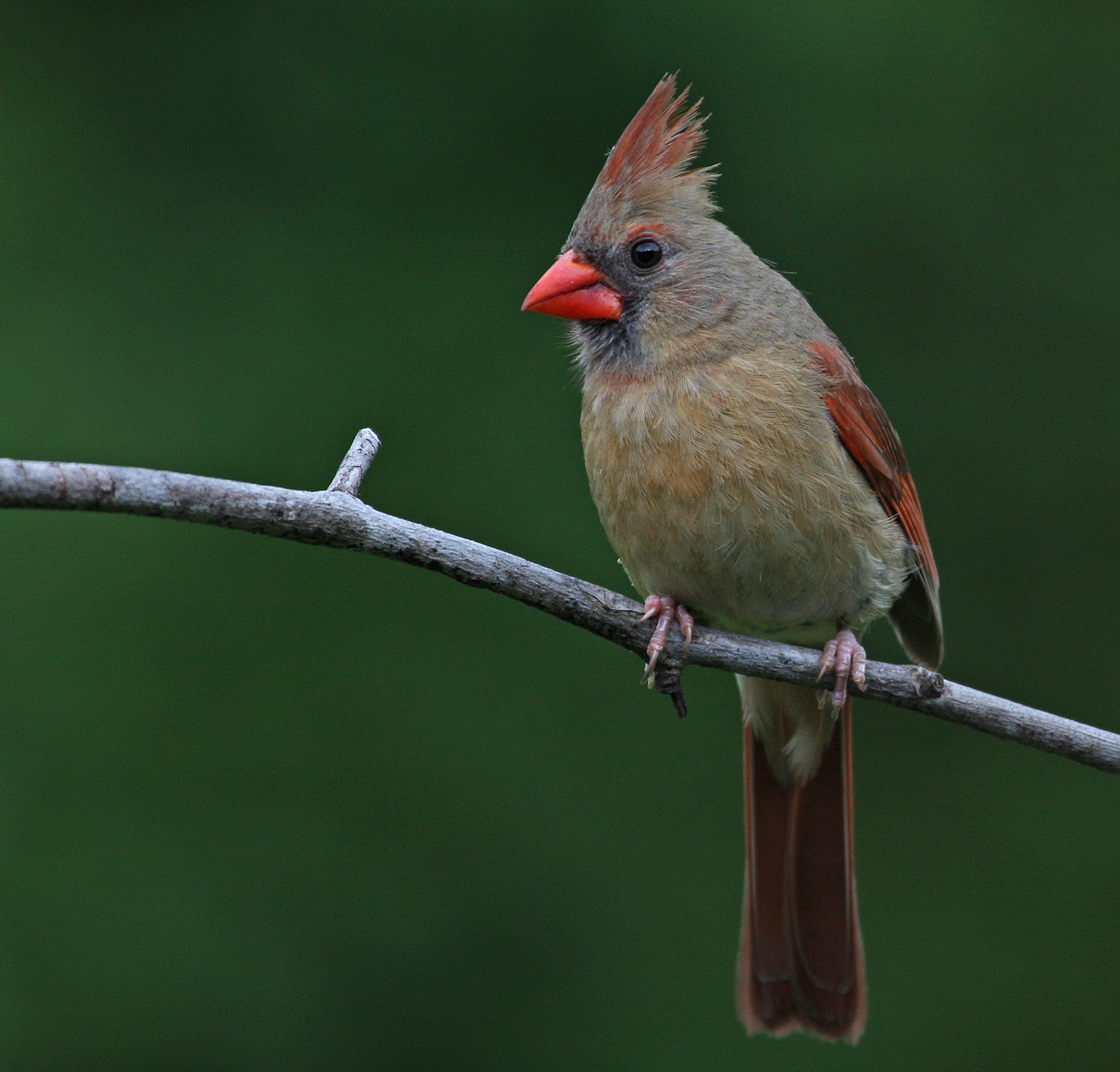 Canon EF 100-400mm F4.5-5.6L IS USM sample photo. Female northern cardinal photography