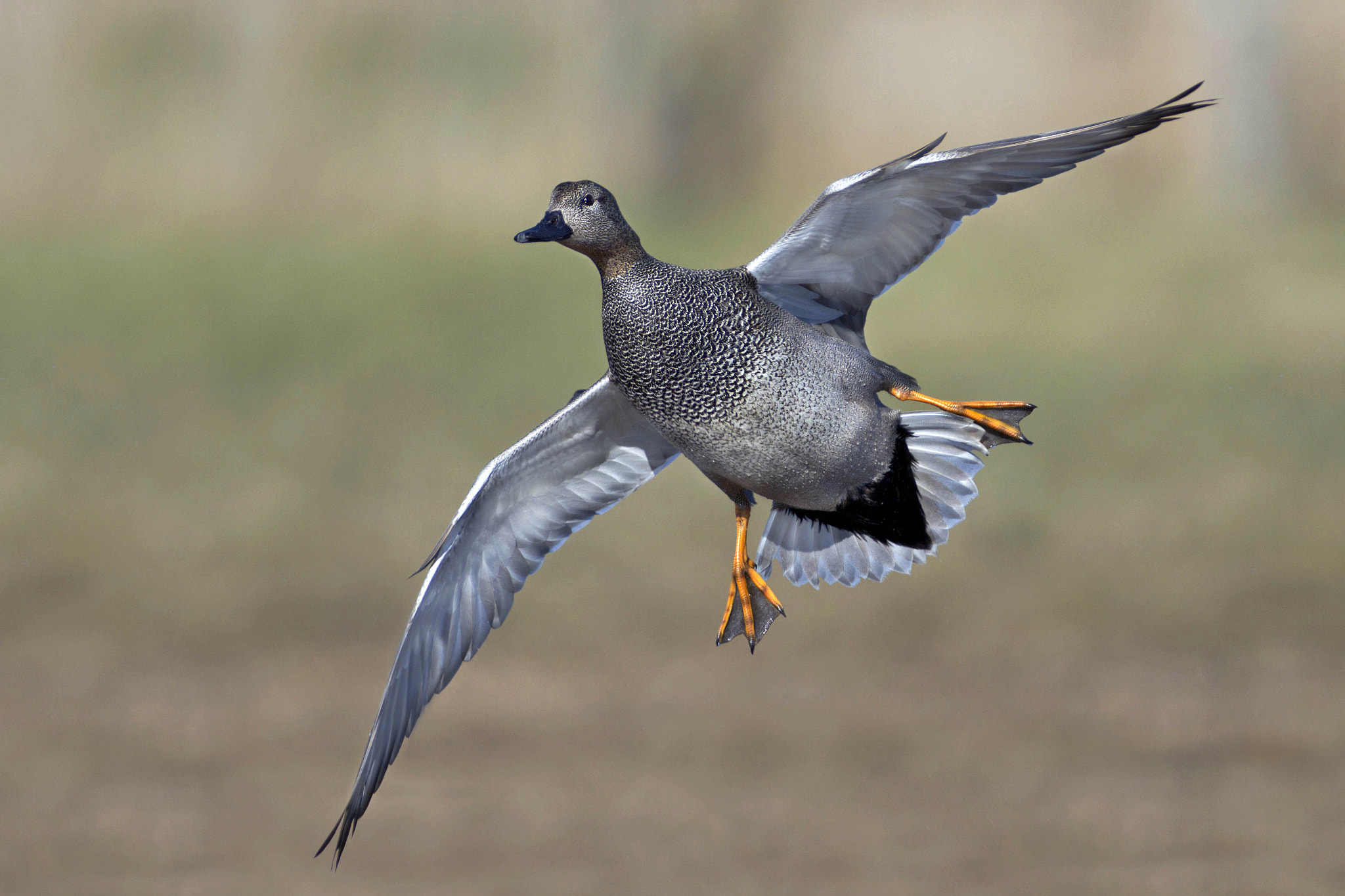 Canon EF 300mm f/2.8L + 2x sample photo. Gadwall photography