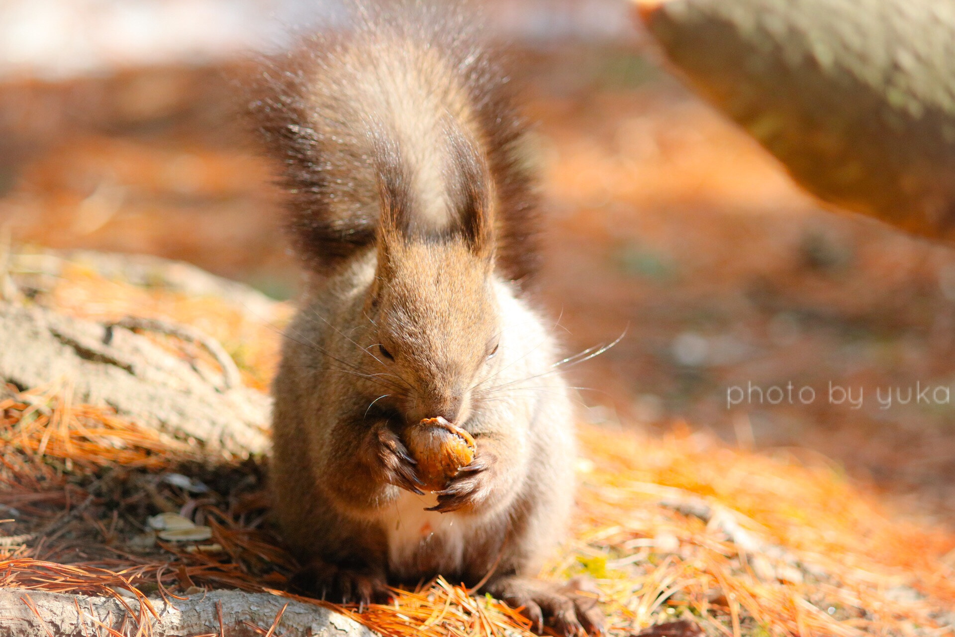 Canon EOS 750D (EOS Rebel T6i / EOS Kiss X8i) + Canon EF-S 55-250mm F4-5.6 IS sample photo. Squirrel photography