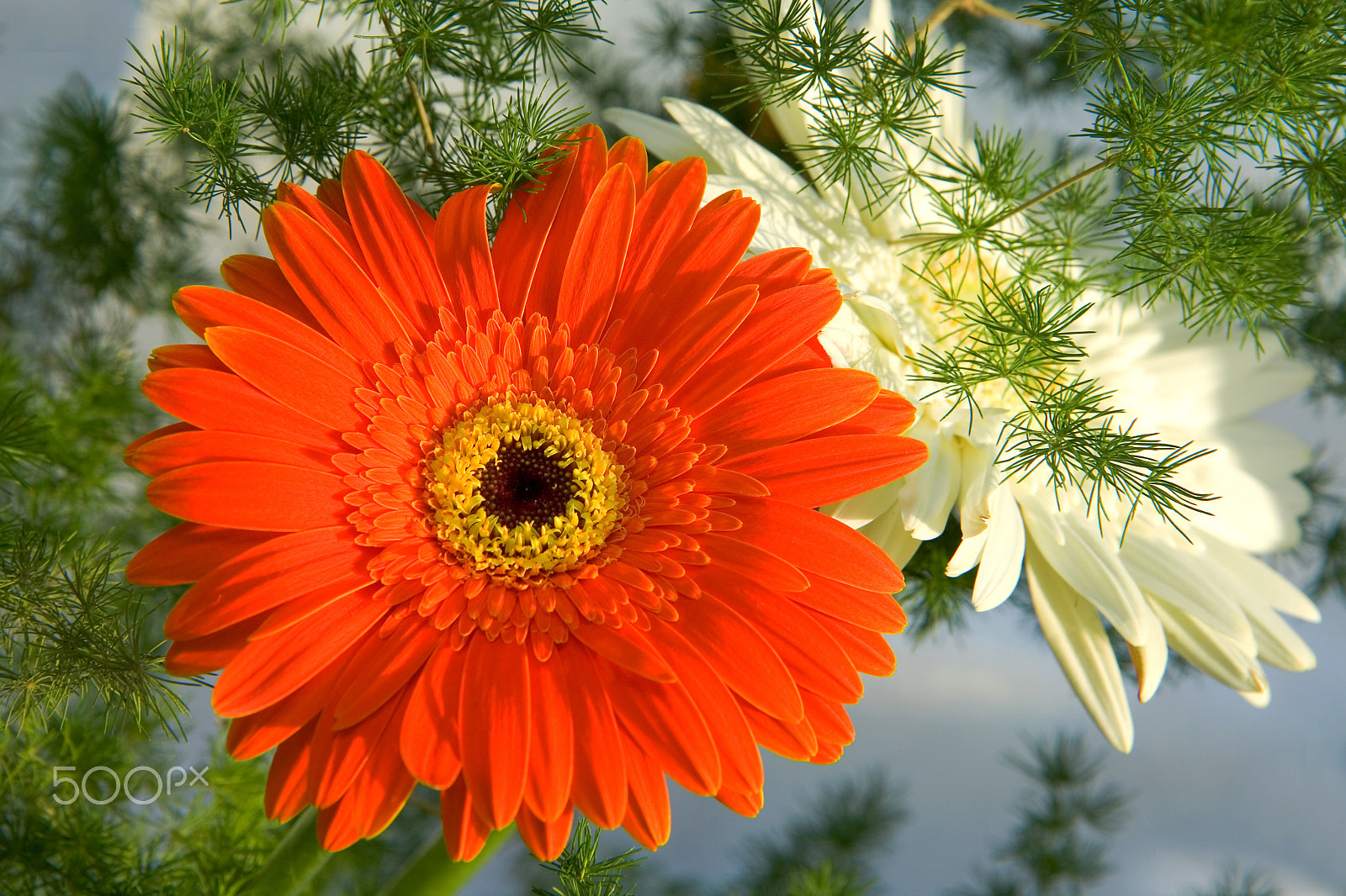 Canon EF-S 17-55mm F2.8 IS USM sample photo. Gerbera photography