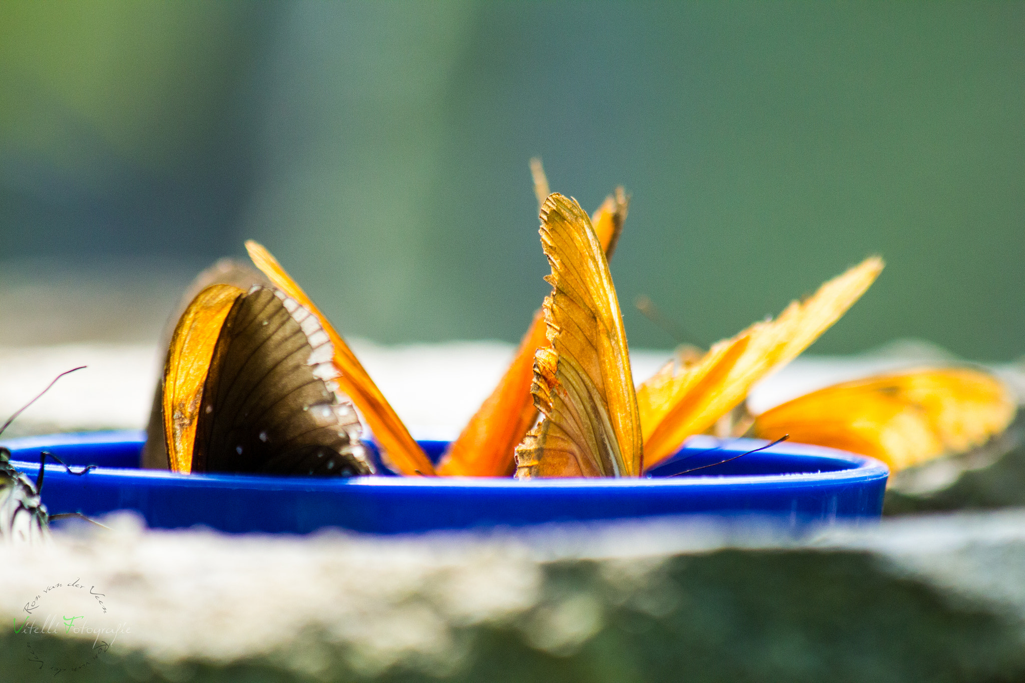 Canon EF 70-300mm F4-5.6 IS USM sample photo. Butterfly's bathing photography