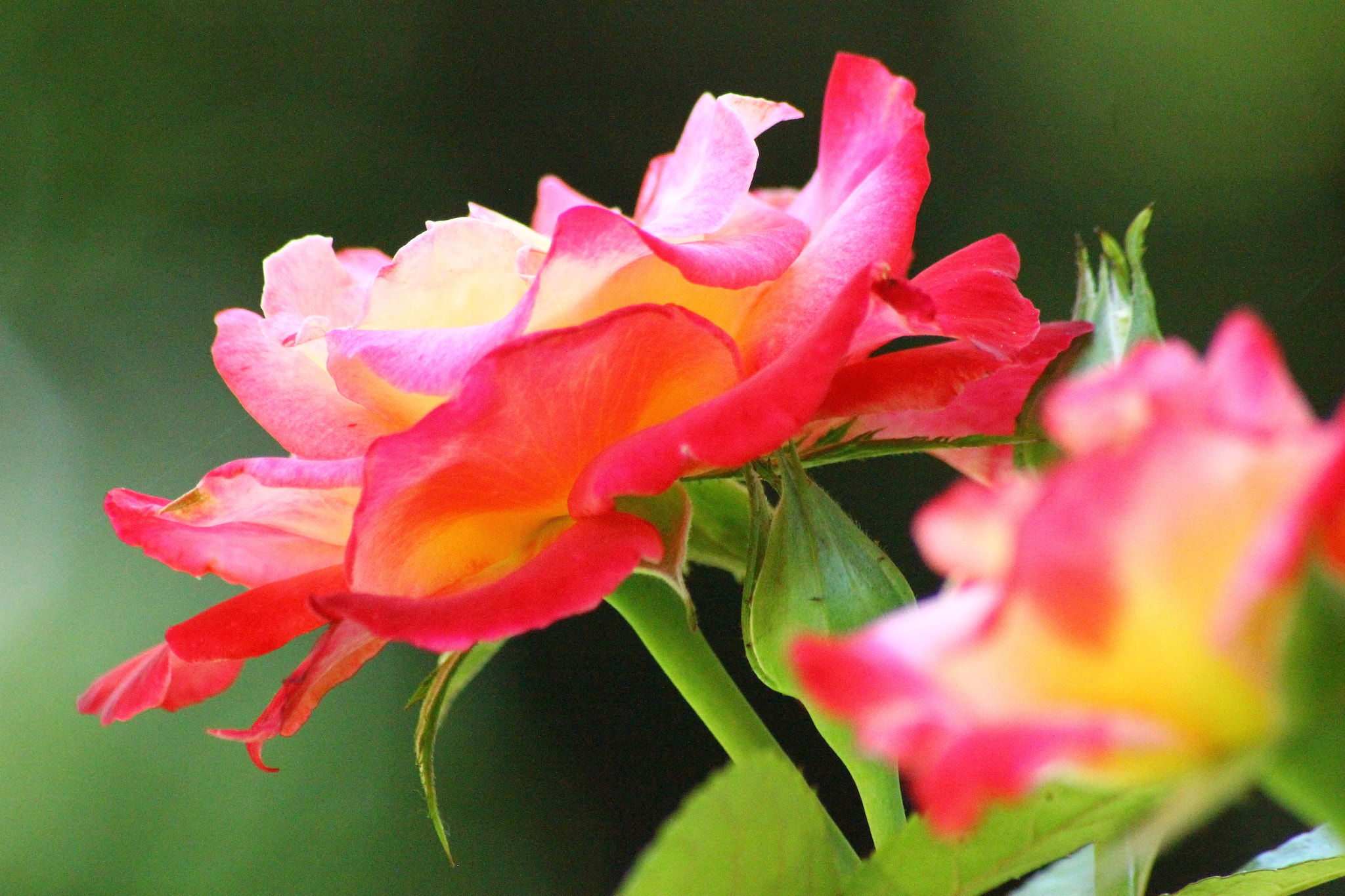 Sigma 70-300mm F4-5.6 APO DG Macro sample photo. Rose photography