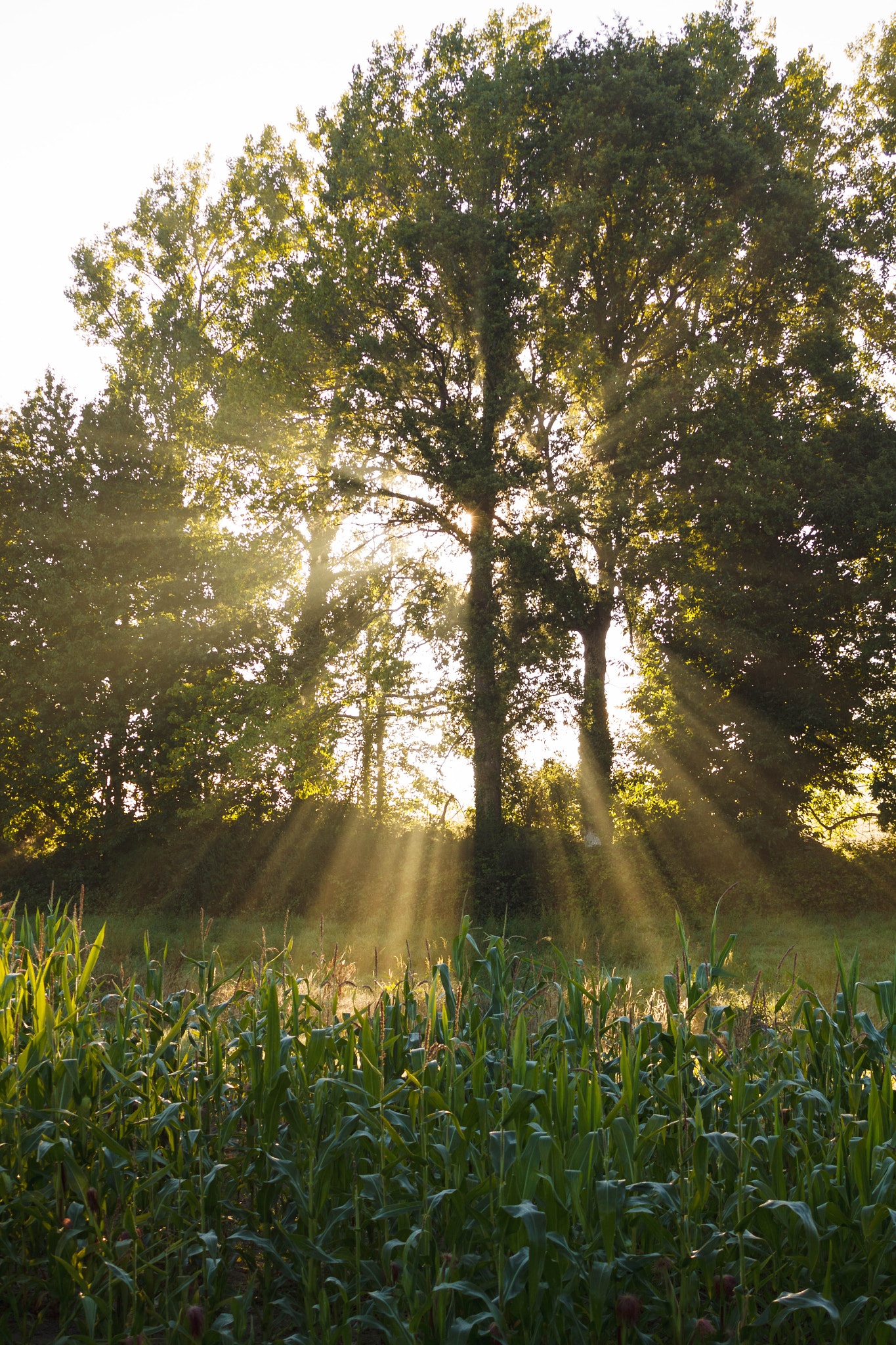 Canon EF 28-80mm f/3.5-5.6 sample photo. Morning light photography