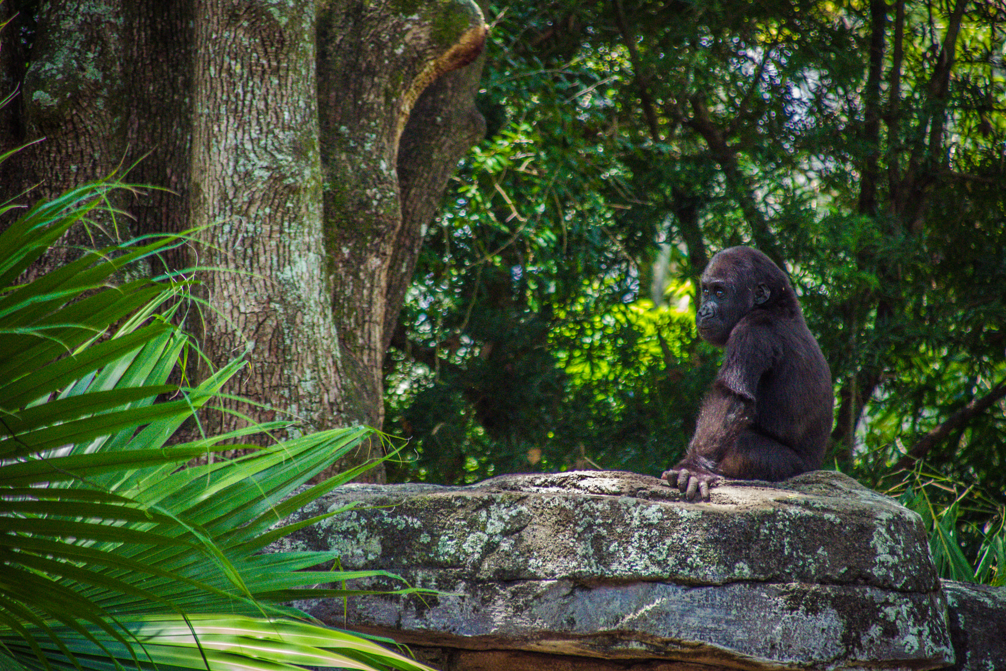 Sigma 28-300mm F3.5-6.3 DG Macro sample photo. Baby gorilla photography