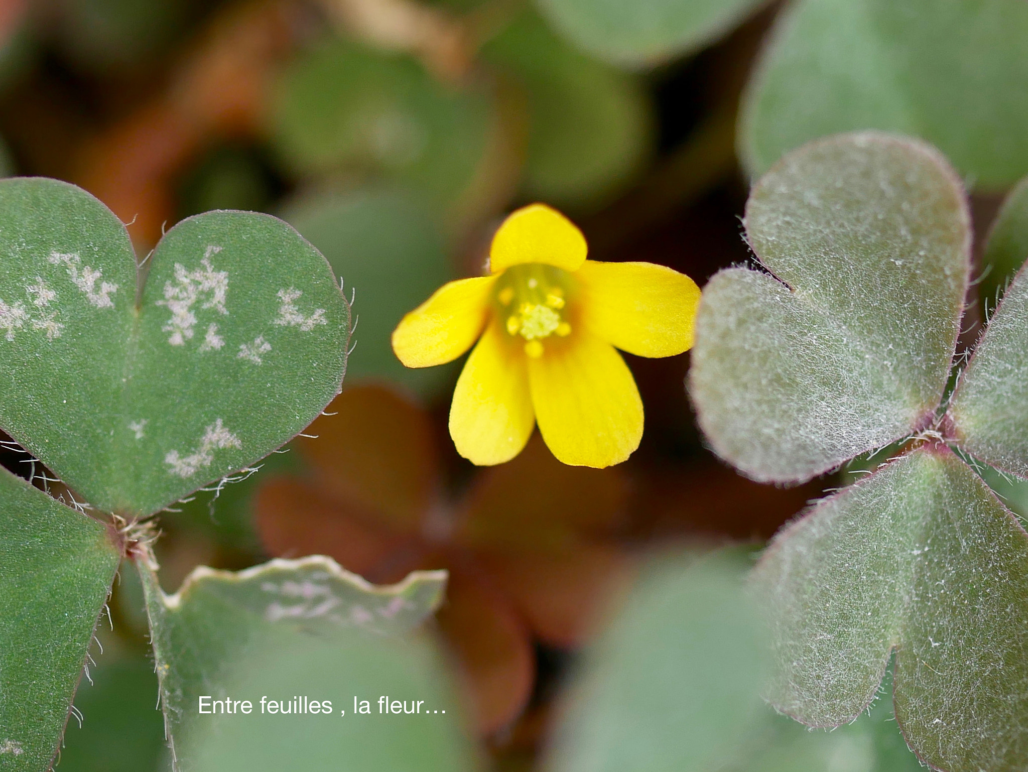 Panasonic Lumix G Macro 30mm F2.8 ASPH Mega OIS sample photo. Entre feuilles, la fleur... photography