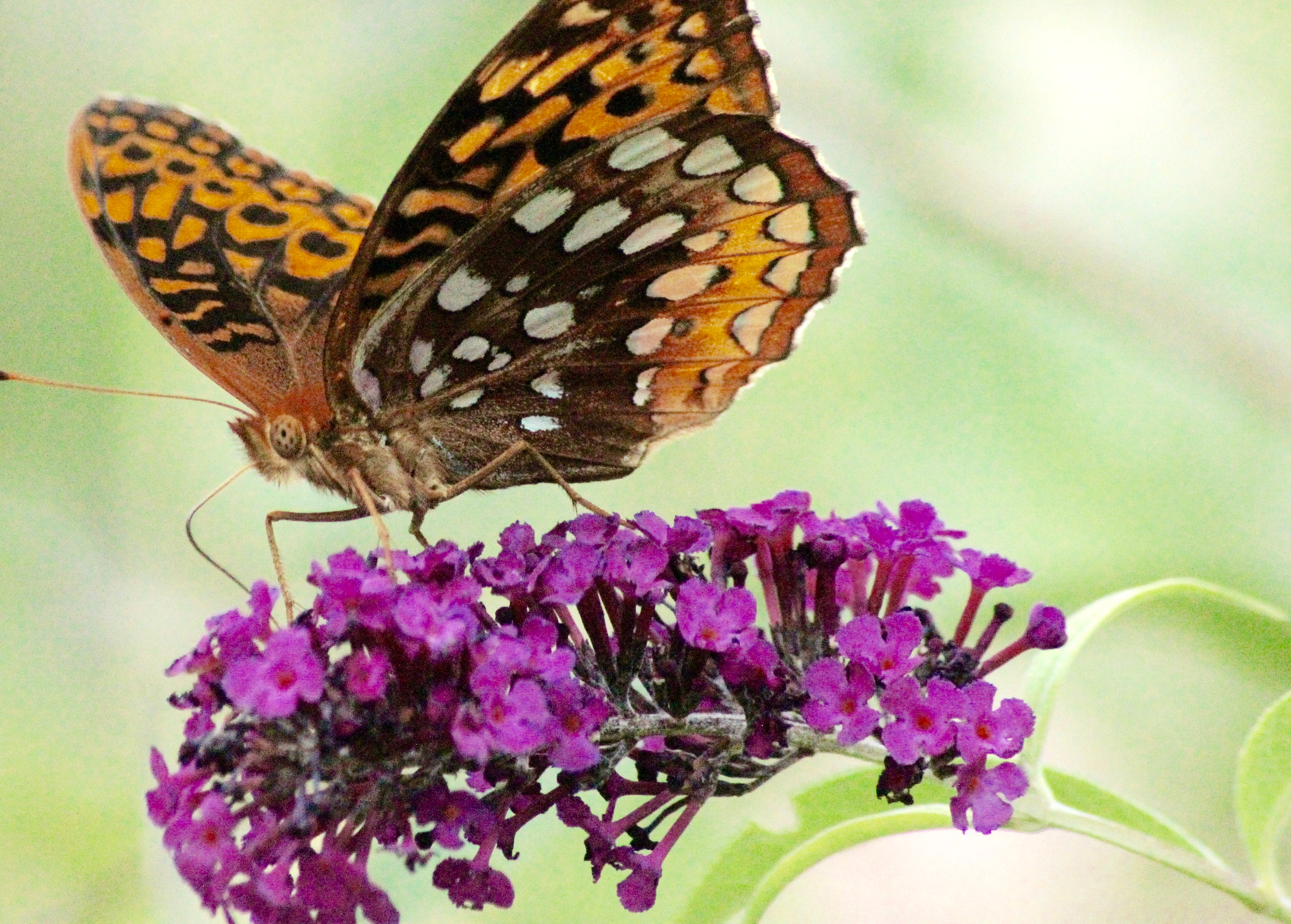 Sigma 70-300mm F4-5.6 APO DG Macro sample photo. Butterfly 2.0 photography