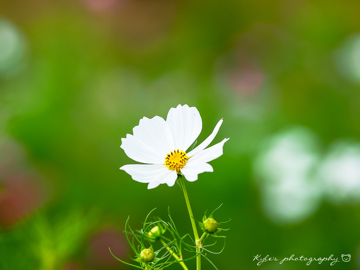 Olympus OM-D E-M1 + Sigma 150mm F2.8 EX DG Macro HSM sample photo. 波斯菊 photography