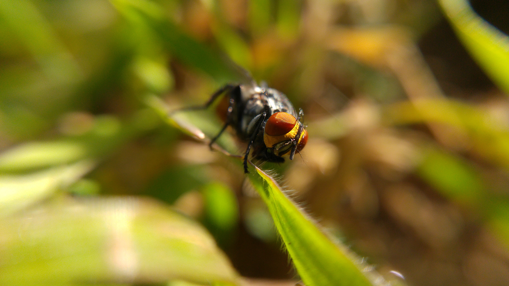 LG H815AR sample photo. Macro photography