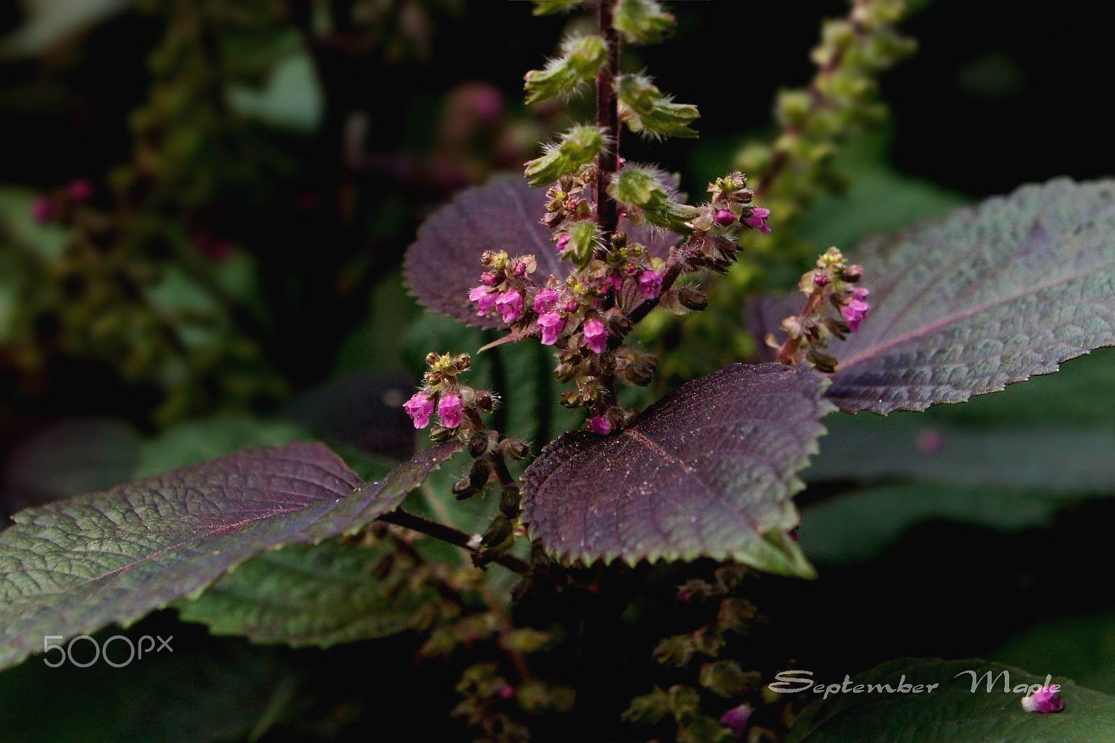 Sony NEX-5C sample photo. 紫苏 photography