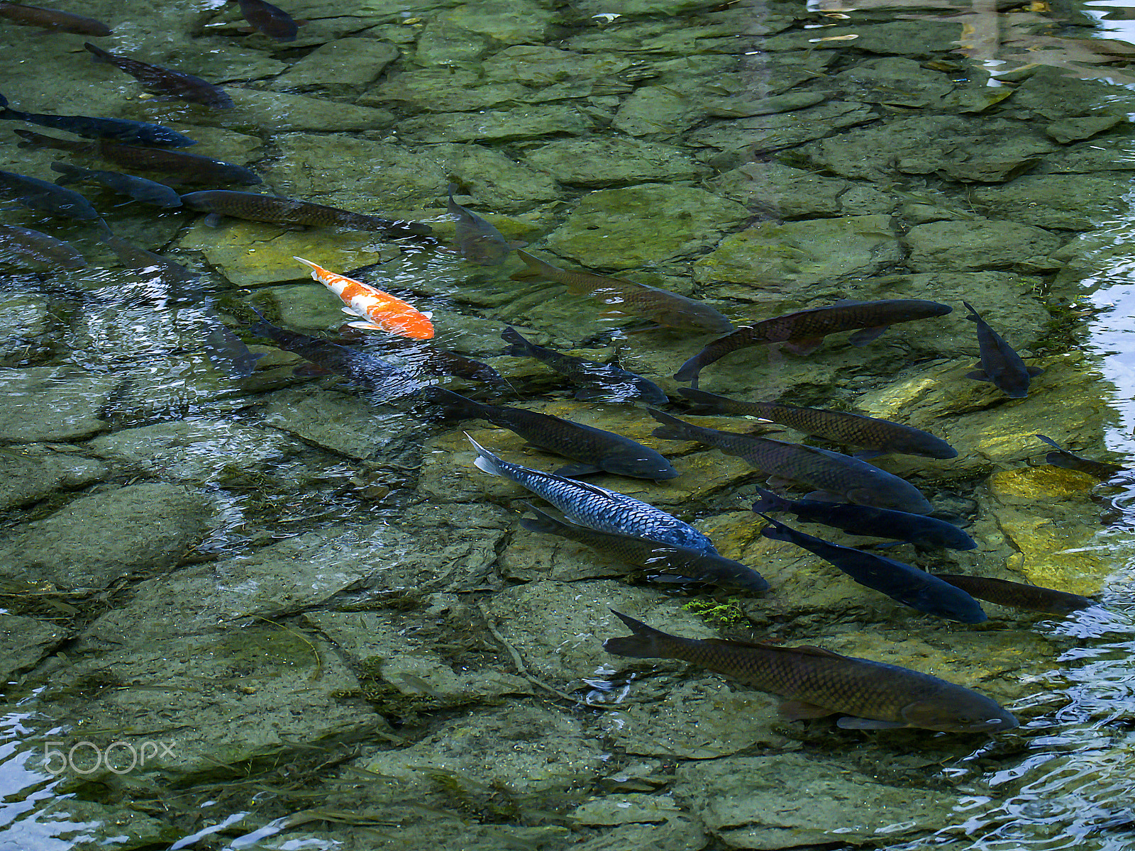 Olympus OM-D E-M5 sample photo. ｃａｒｐ　ｓｗａｍ photography