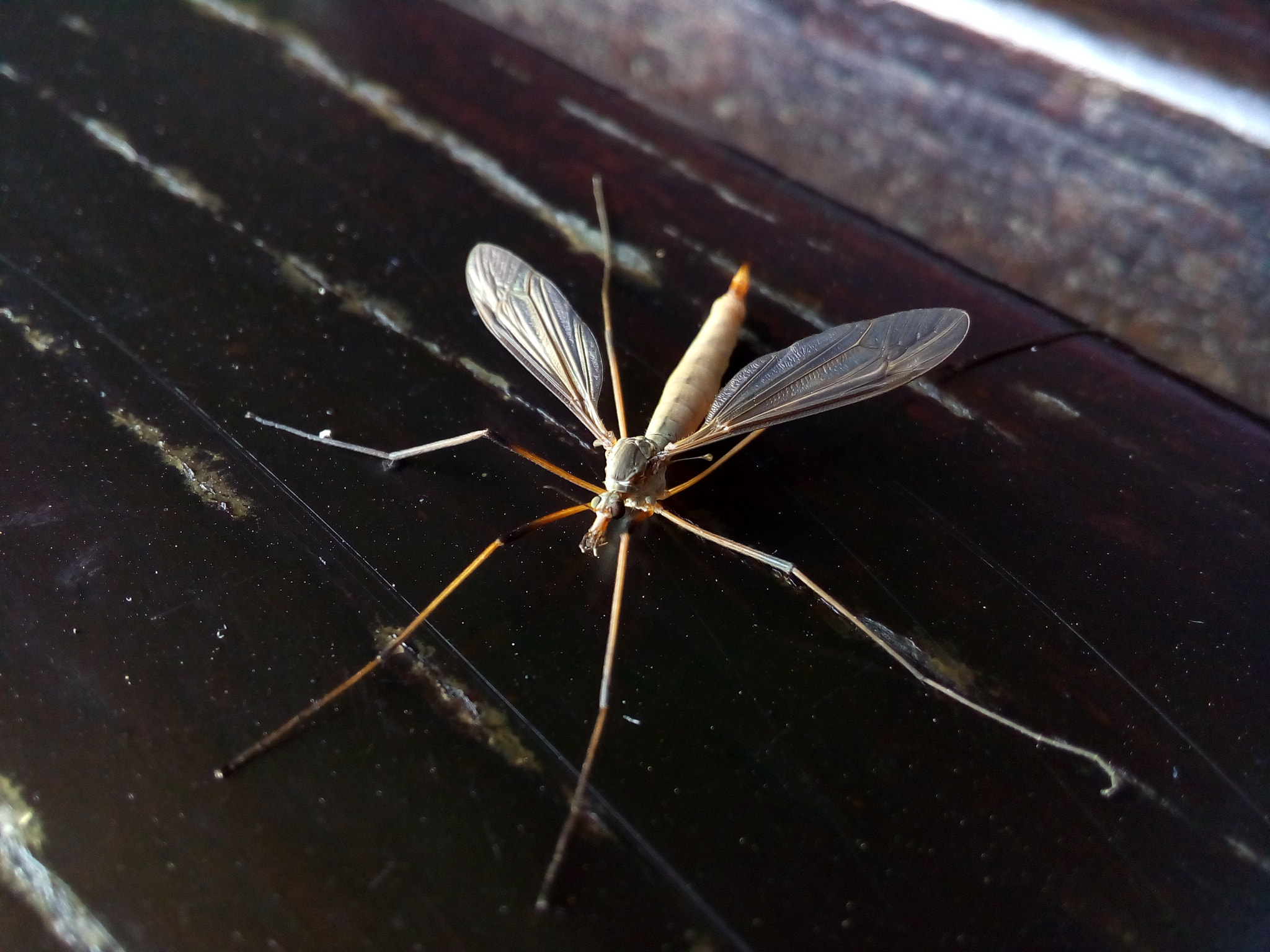 ASUS Zenfone Go (ASUS_Z00VD) sample photo