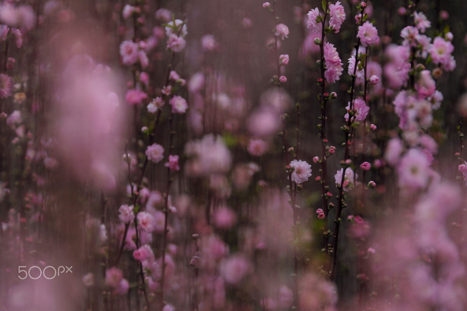 XF100-400mmF4.5-5.6 R LM OIS WR + 1.4x sample photo. Lost in the forest photography