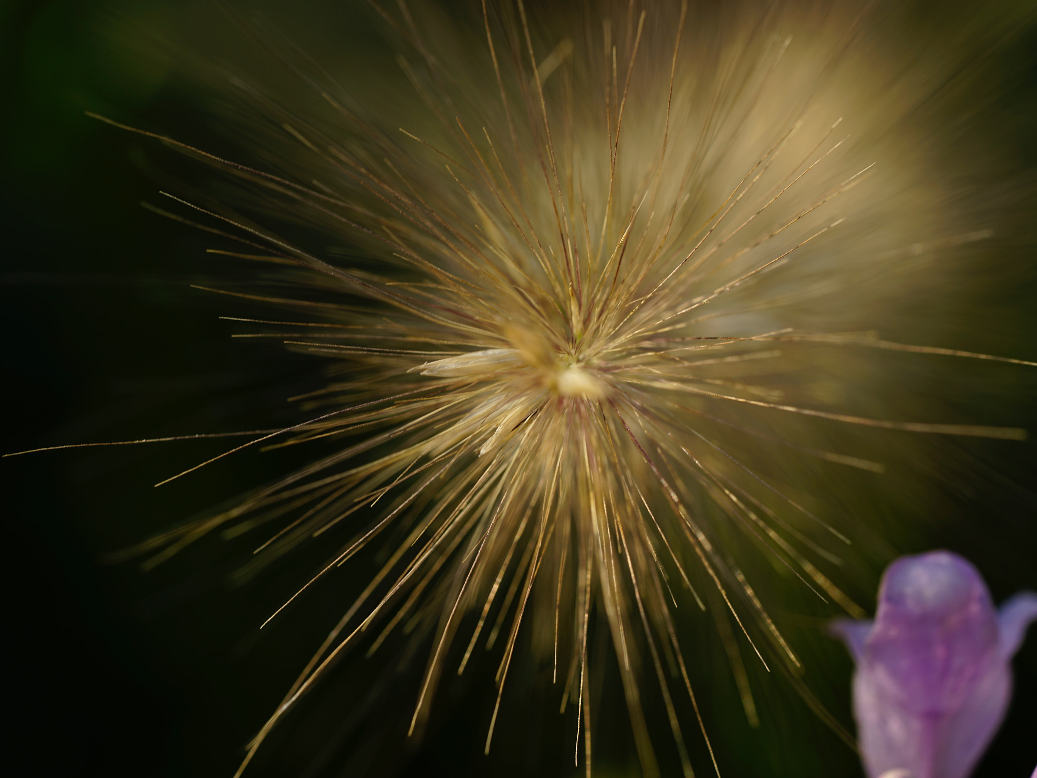 Sony a7 II + Sony FE 90mm F2.8 Macro G OSS sample photo. 似海膽 photography