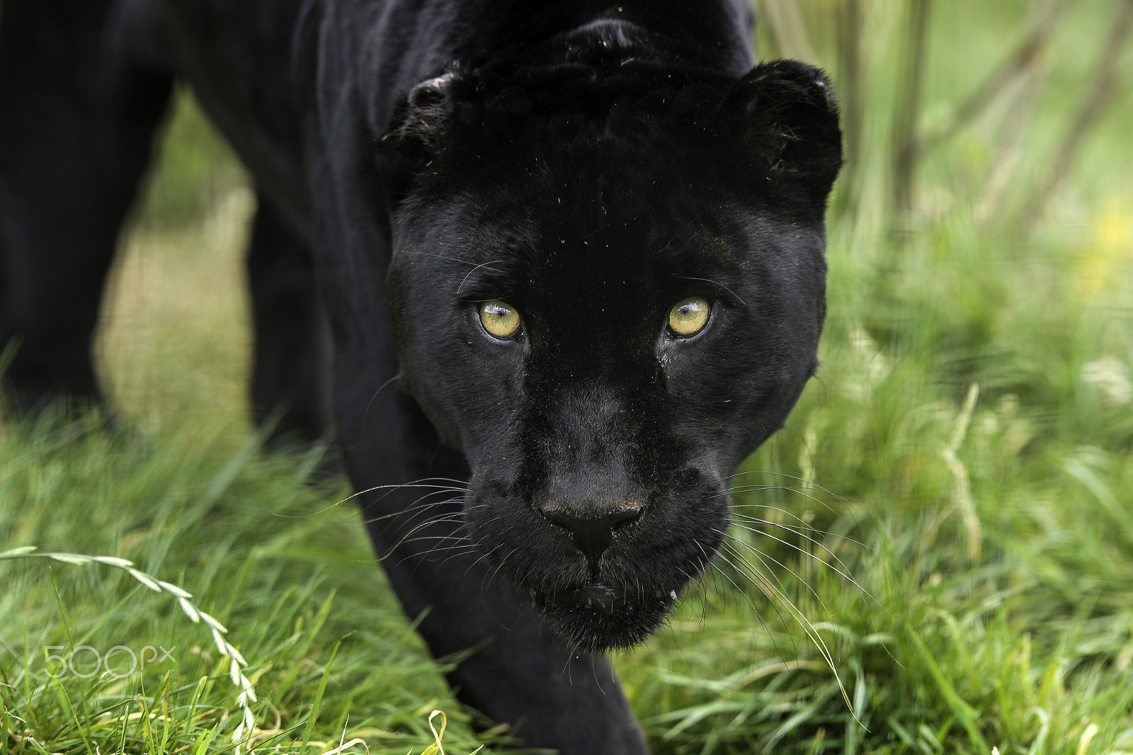 Nikon AF-S Nikkor 200mm F2G ED VR II sample photo. Black jaguar photography