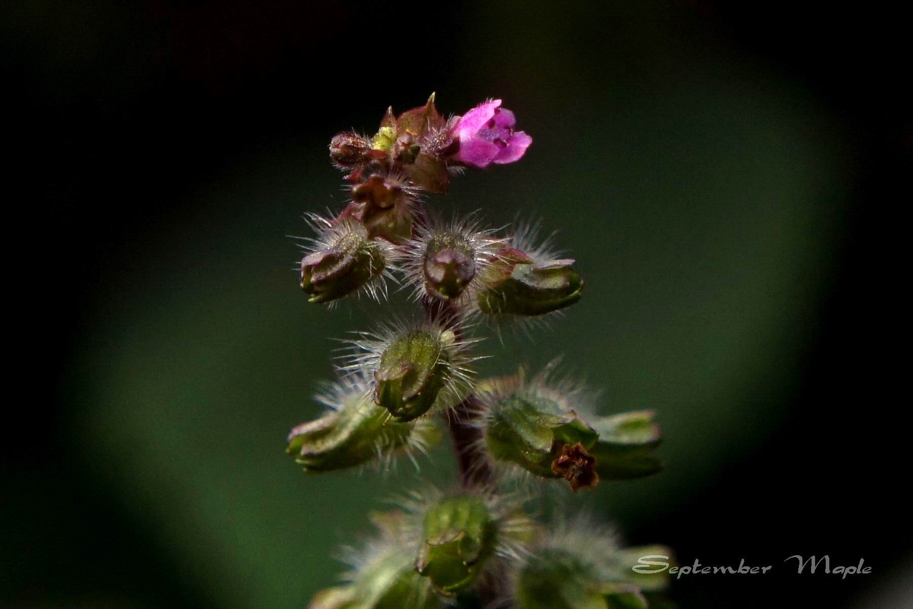 Sony NEX-5C + Sony E 18-55mm F3.5-5.6 OSS sample photo. 紫苏花 photography