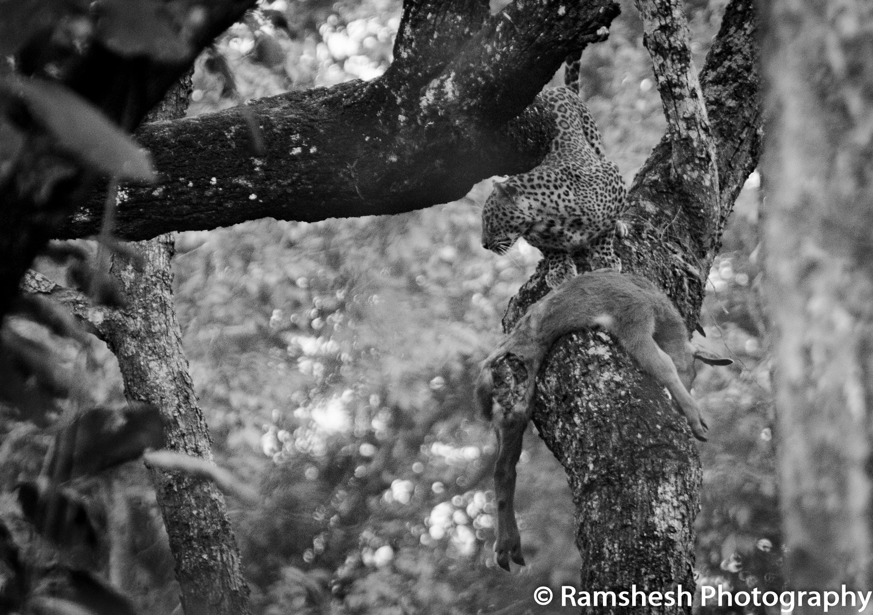 Canon EF 300mm F2.8L IS USM sample photo. Leopard | kabini photography