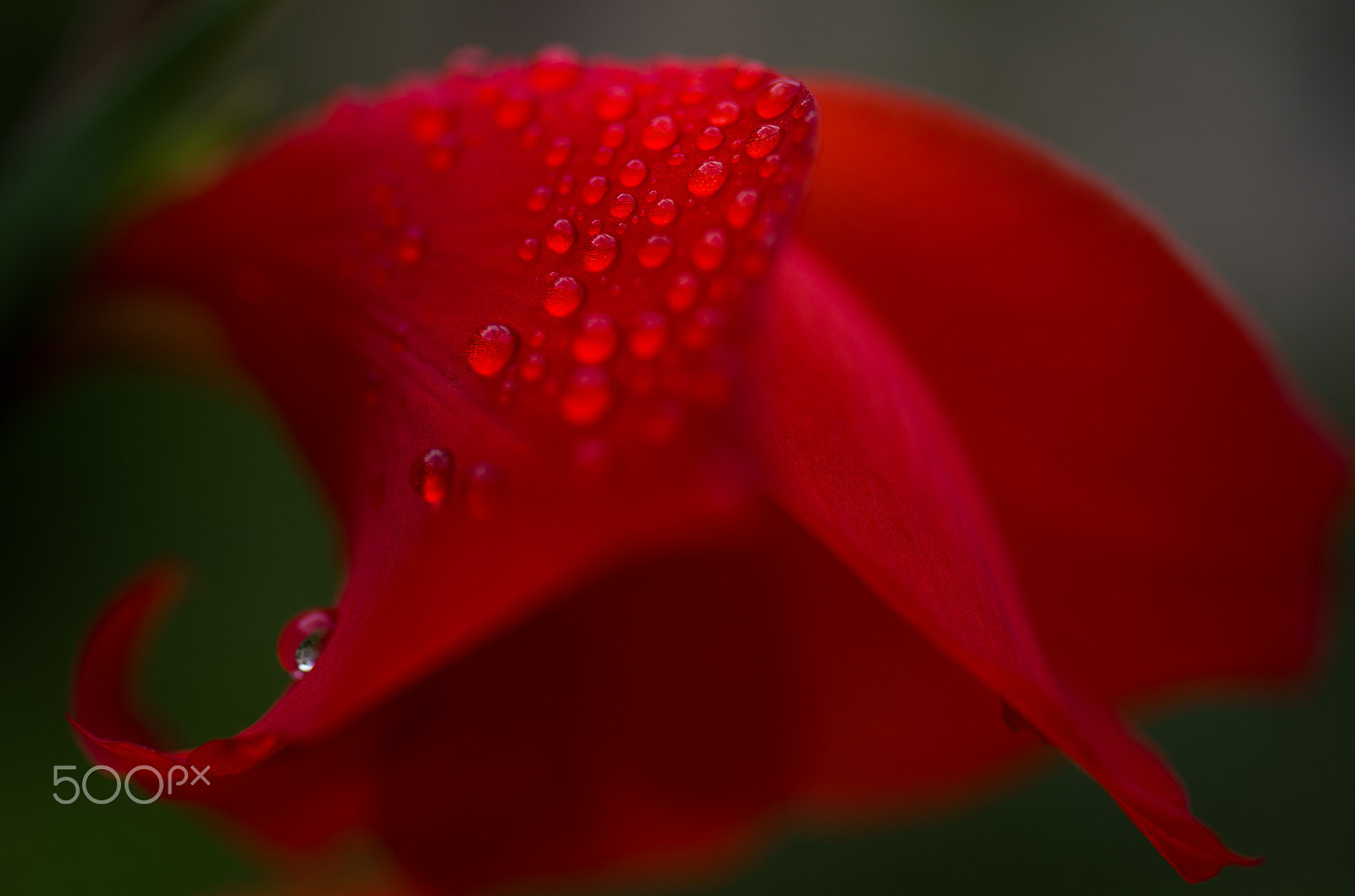 smc PENTAX-F MACRO 50mm F2.8 sample photo. Water droplets photography