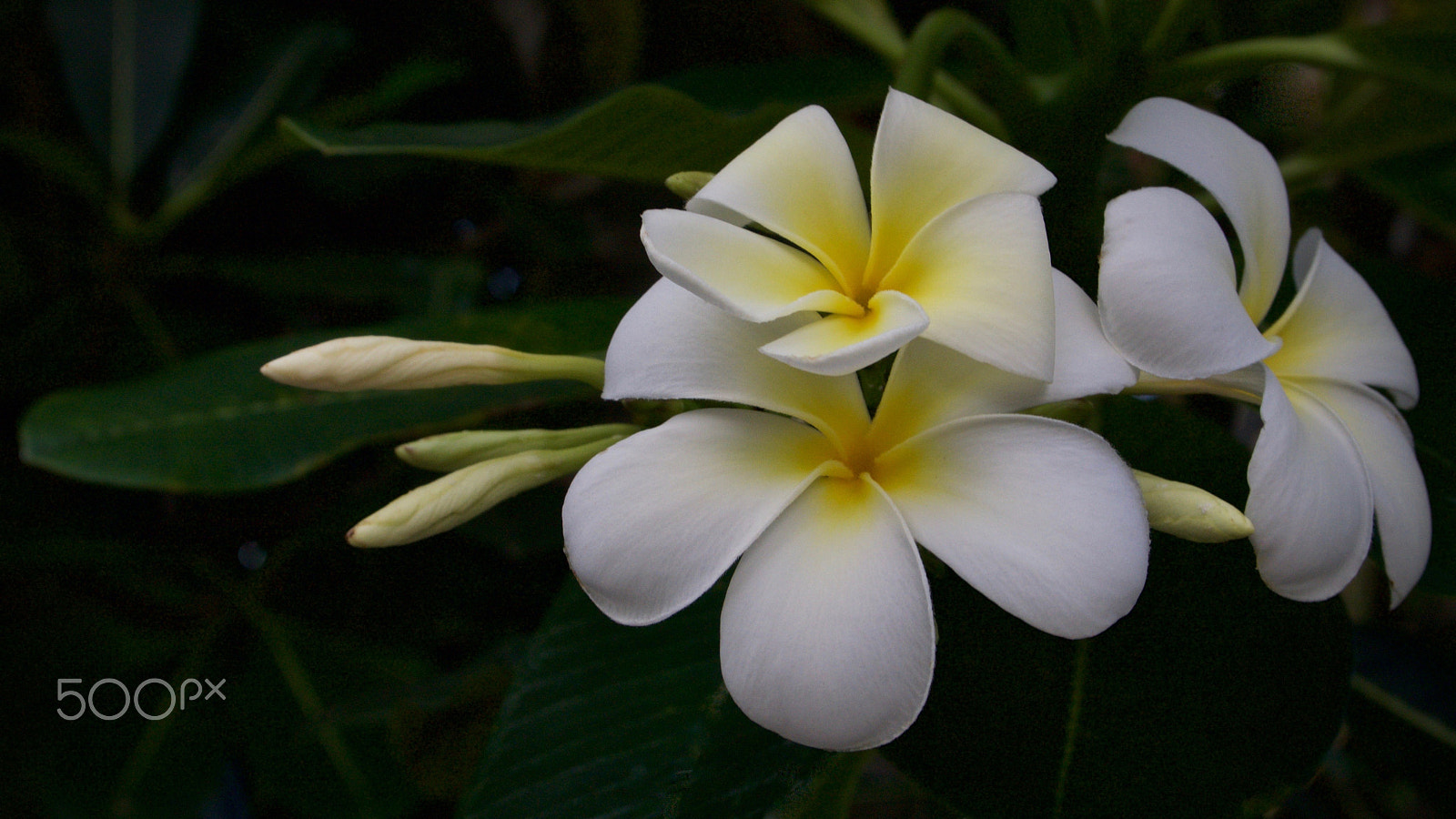 Nikon 1 J2 sample photo. Frangipani photography