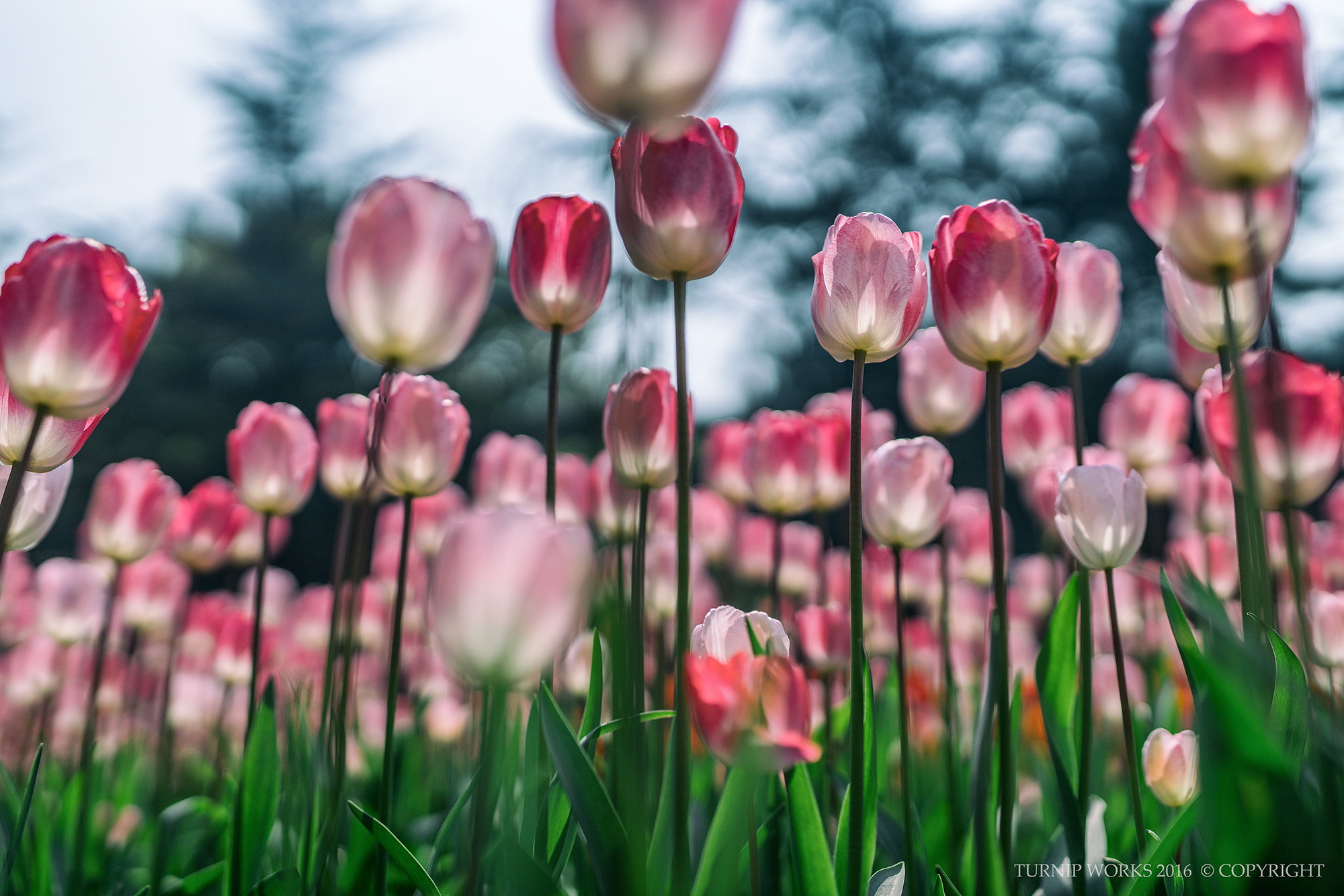 Minolta AF 50mm F1.4 [New] sample photo. Spring photography