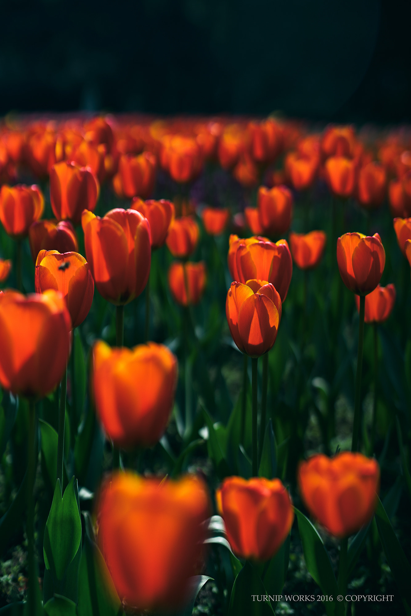 Minolta AF 50mm F1.4 [New] sample photo. Spring photography