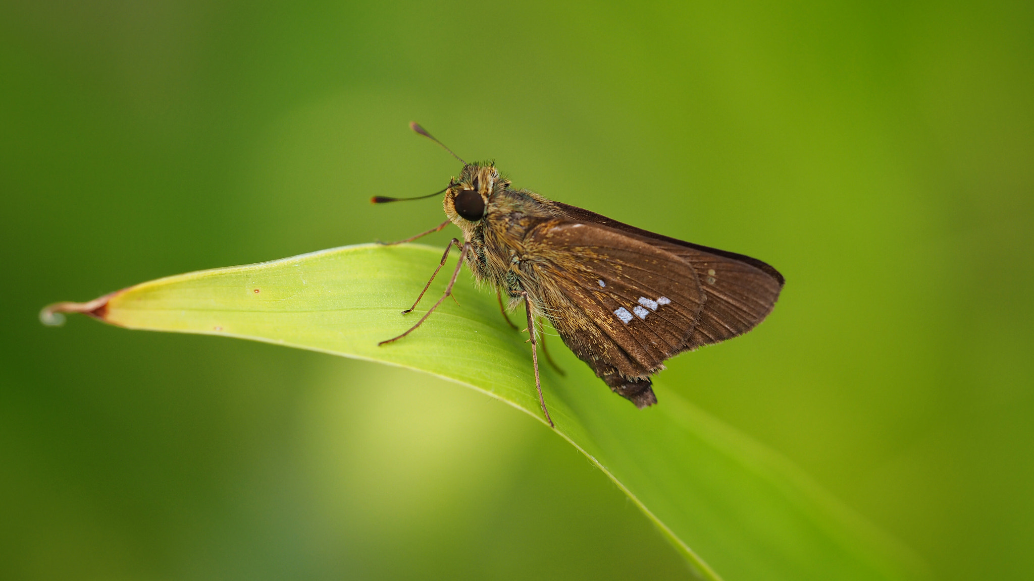 Olympus PEN E-PL7 sample photo. The straight swift photography