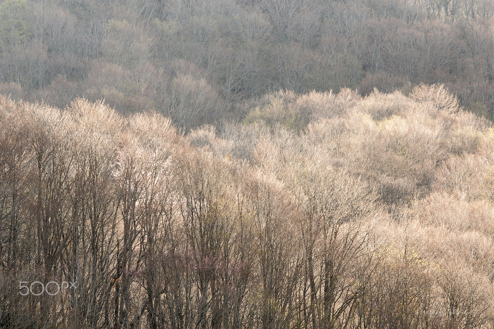 Canon EF 70-200mm F4L IS USM sample photo. Soft waking photography