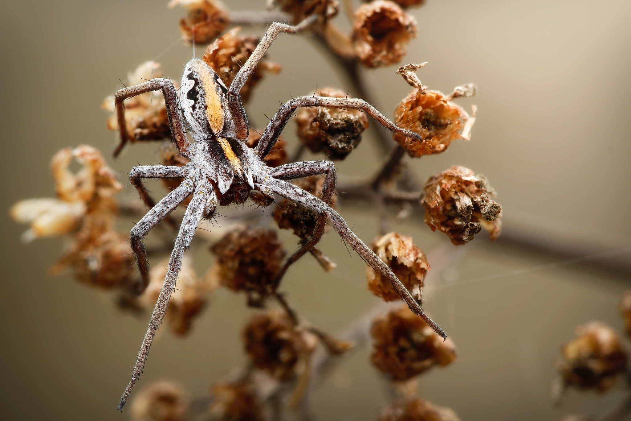 Canon EF 180mm F3.5L Macro USM sample photo. Nursery web spider photography