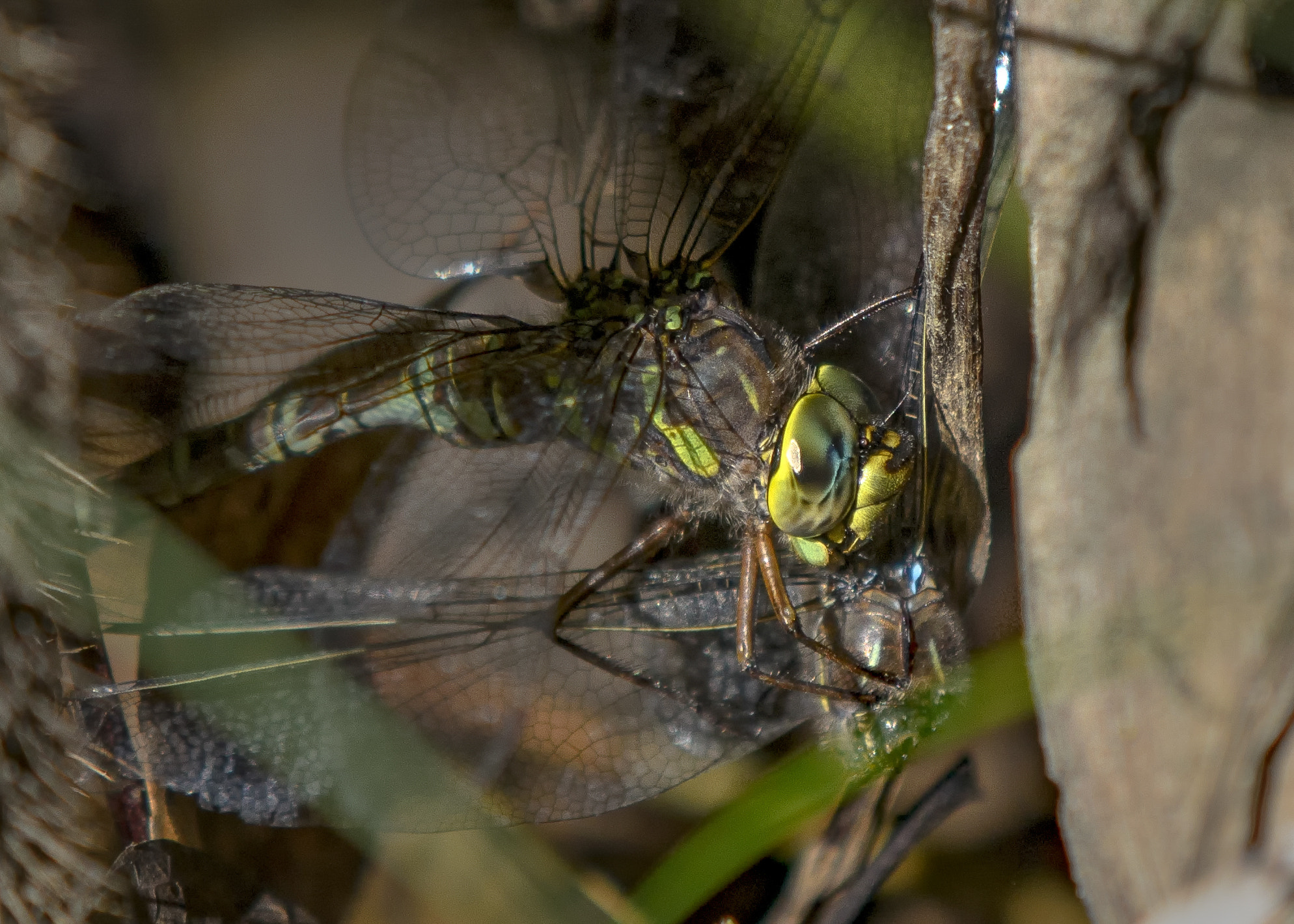 Nikon AF-S DX Micro-Nikkor 85mm F3.5G ED VR sample photo. Cannibal photography