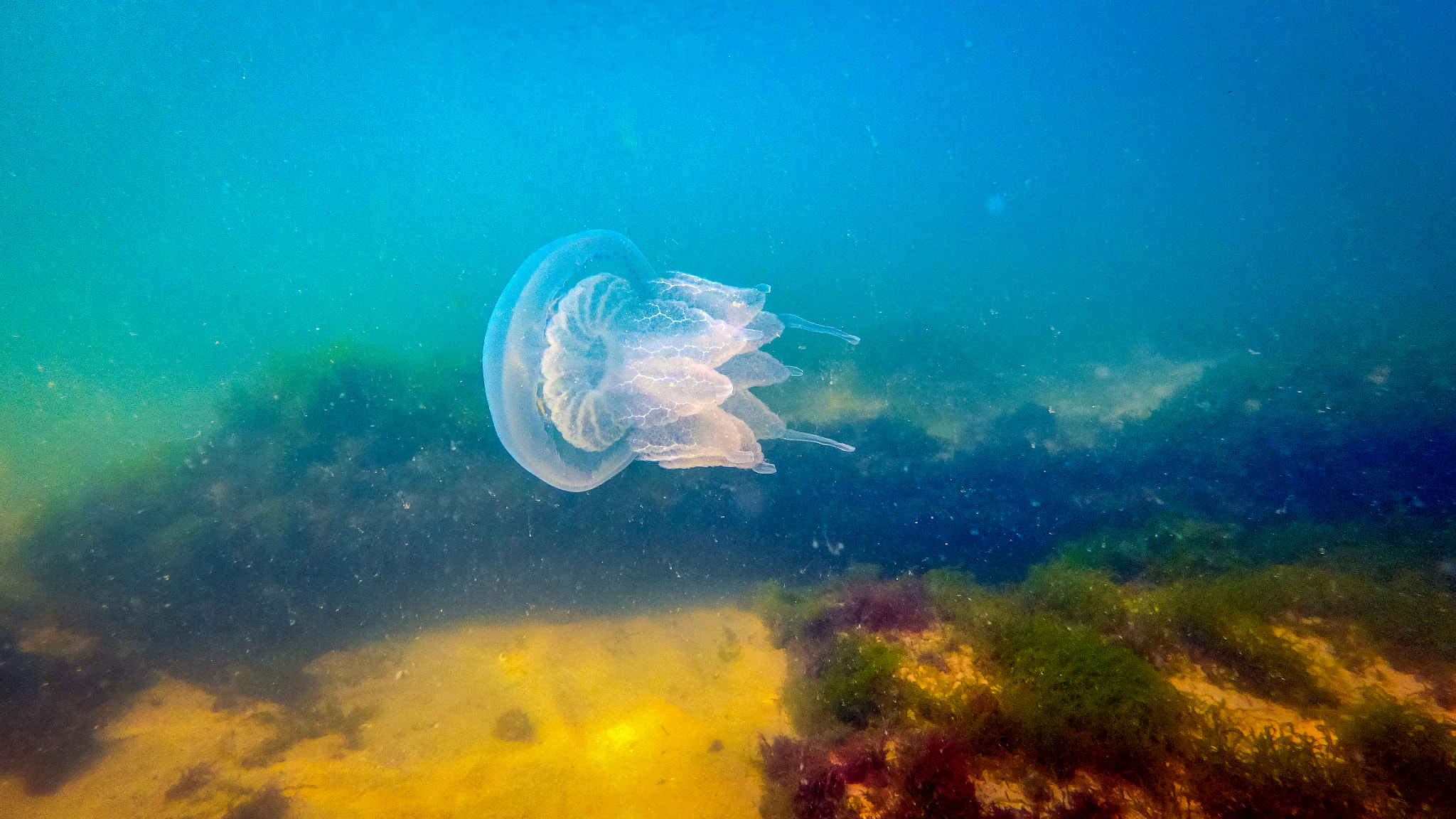 Olympus TG-860 sample photo. The spacecraft under water photography