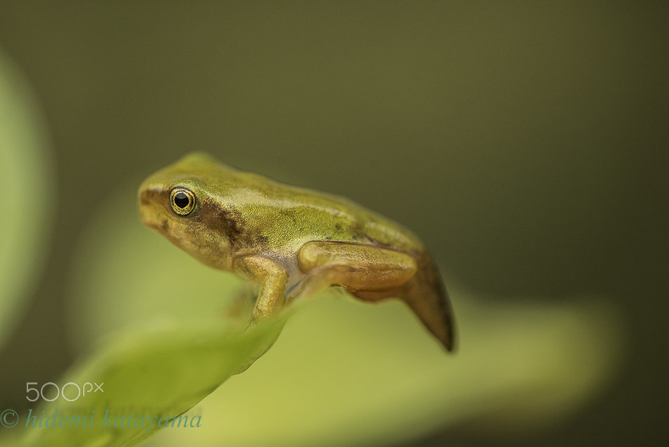 Sony a7S + Tamron SP AF 180mm F3.5 Di LD (IF) Macro sample photo. Baby frog photography