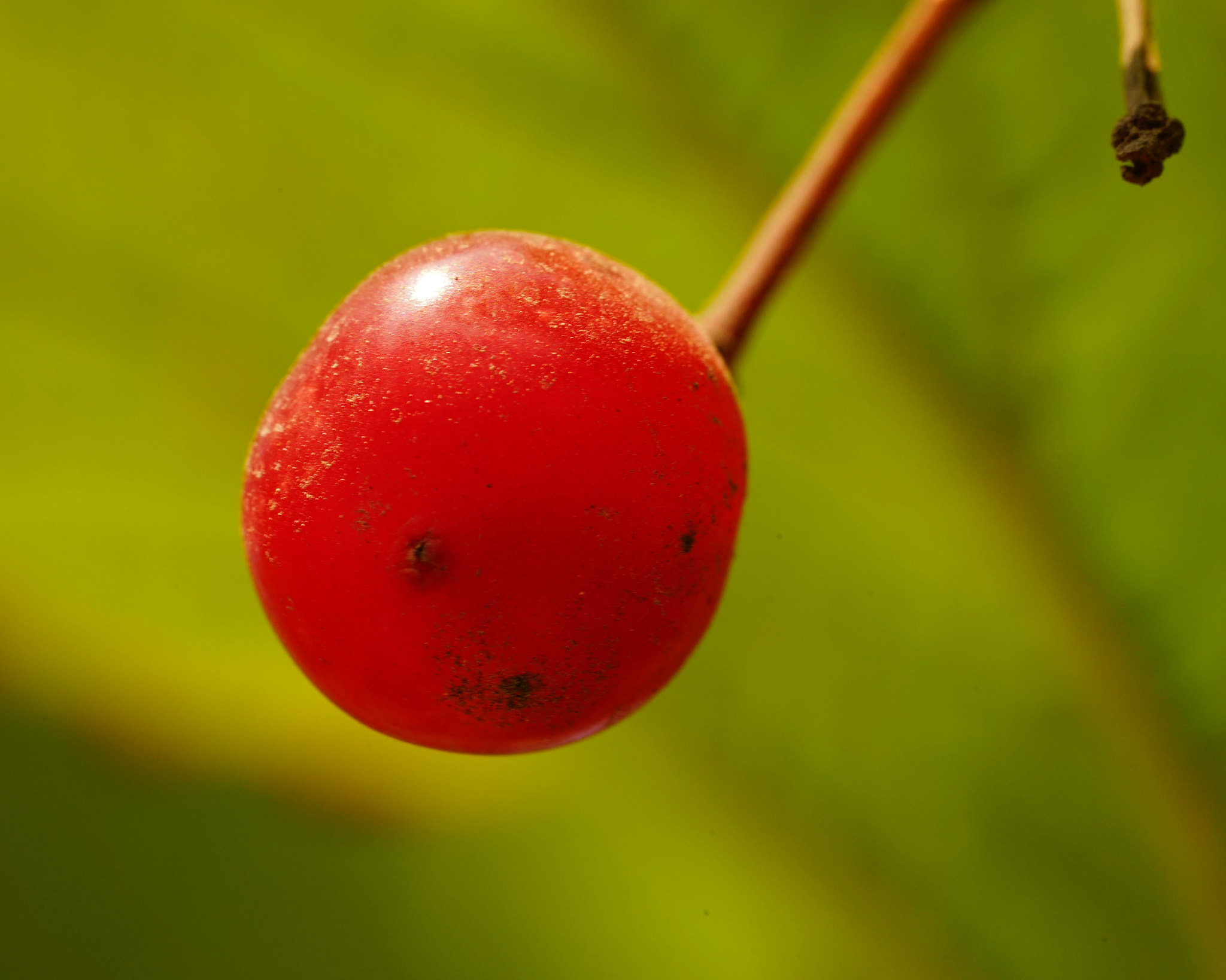 Sony a7 II + Sony FE 90mm F2.8 Macro G OSS sample photo. 瑪瑙海棠 photography