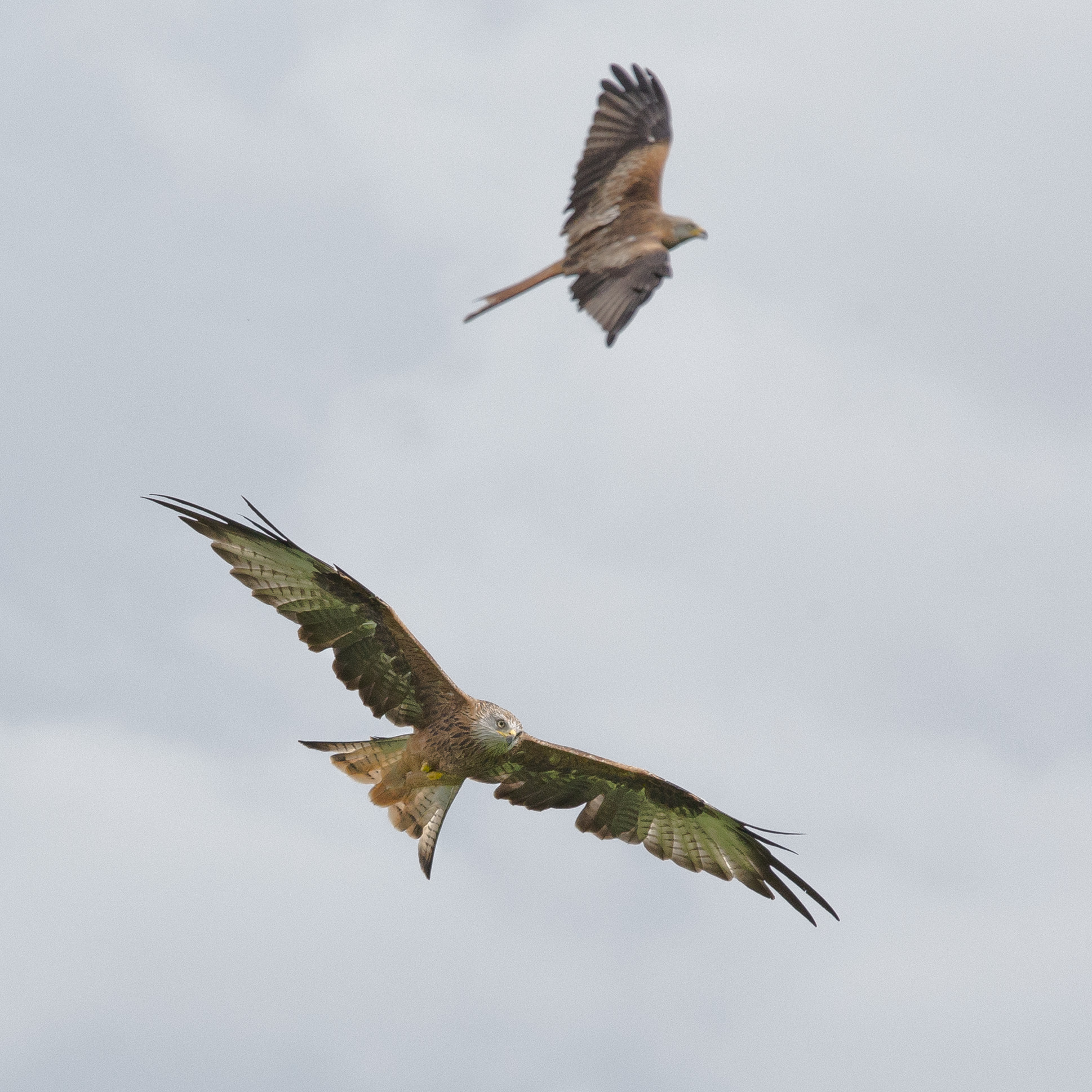 Canon EF 70-200mm F4L IS USM sample photo. Red kite 2 photography