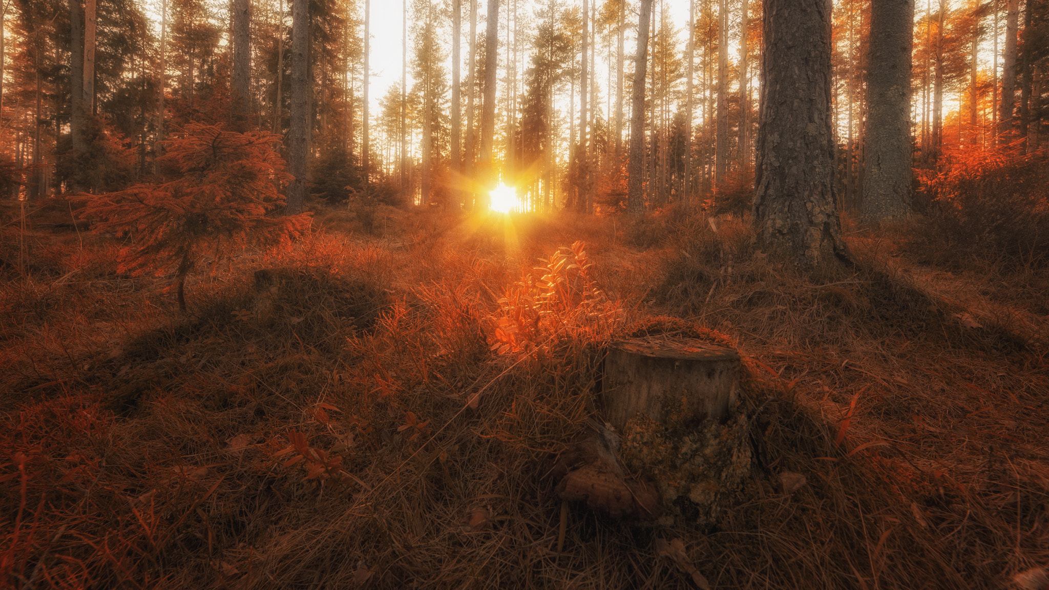 Nikon D3 sample photo. Autumn morning photography