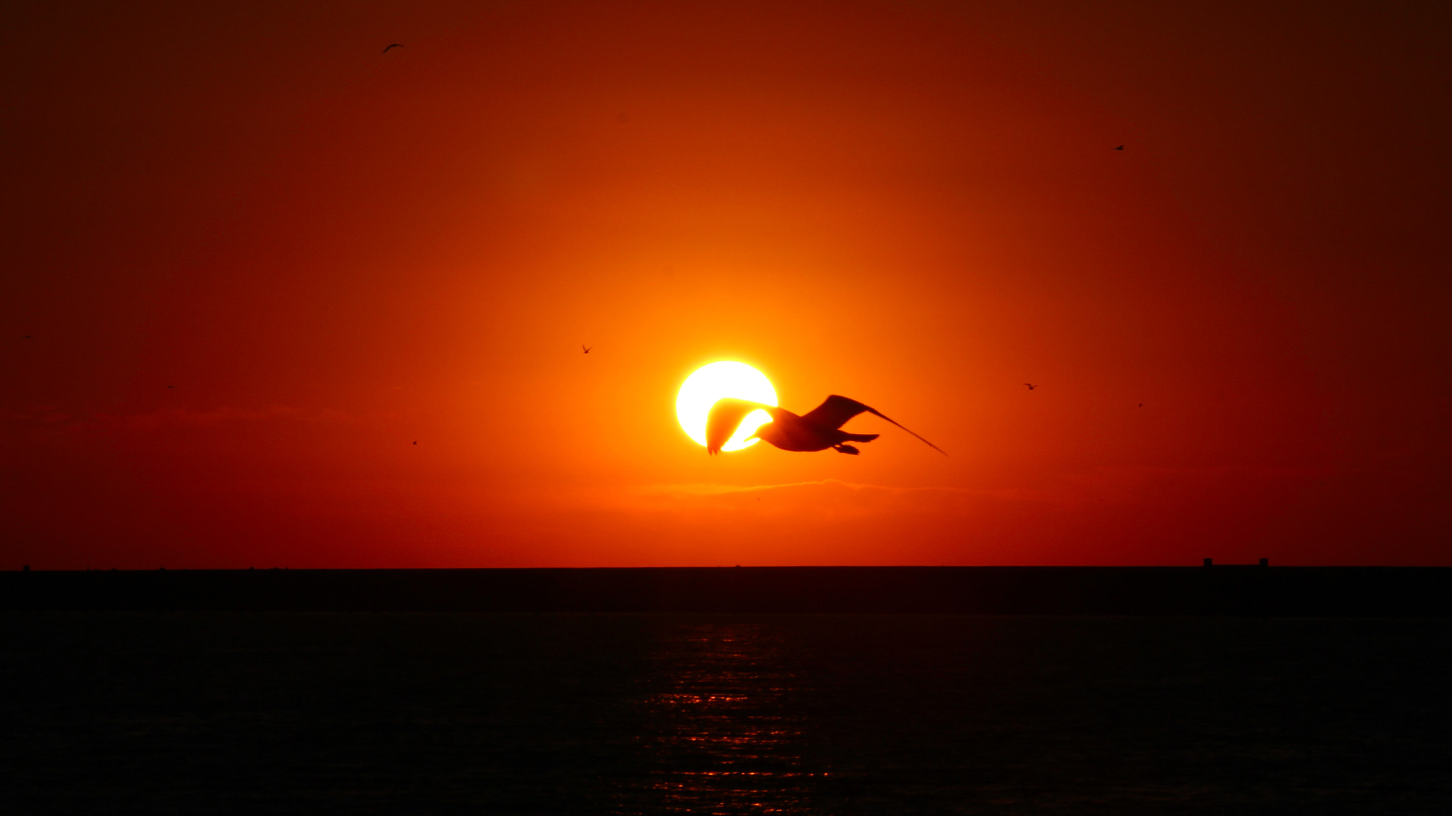 Canon EF 75-300mm f/4-5.6 USM sample photo. Fly of seagull photography