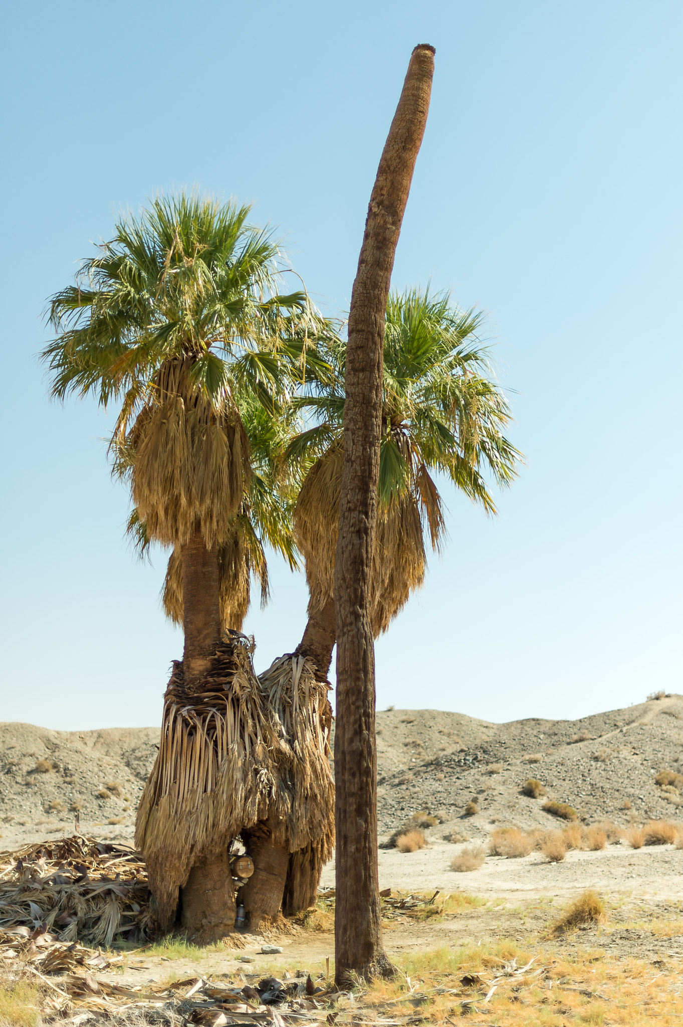 Nikon D4 + Nikon AF-S Nikkor 50mm F1.4G sample photo. Palms in the desert photography