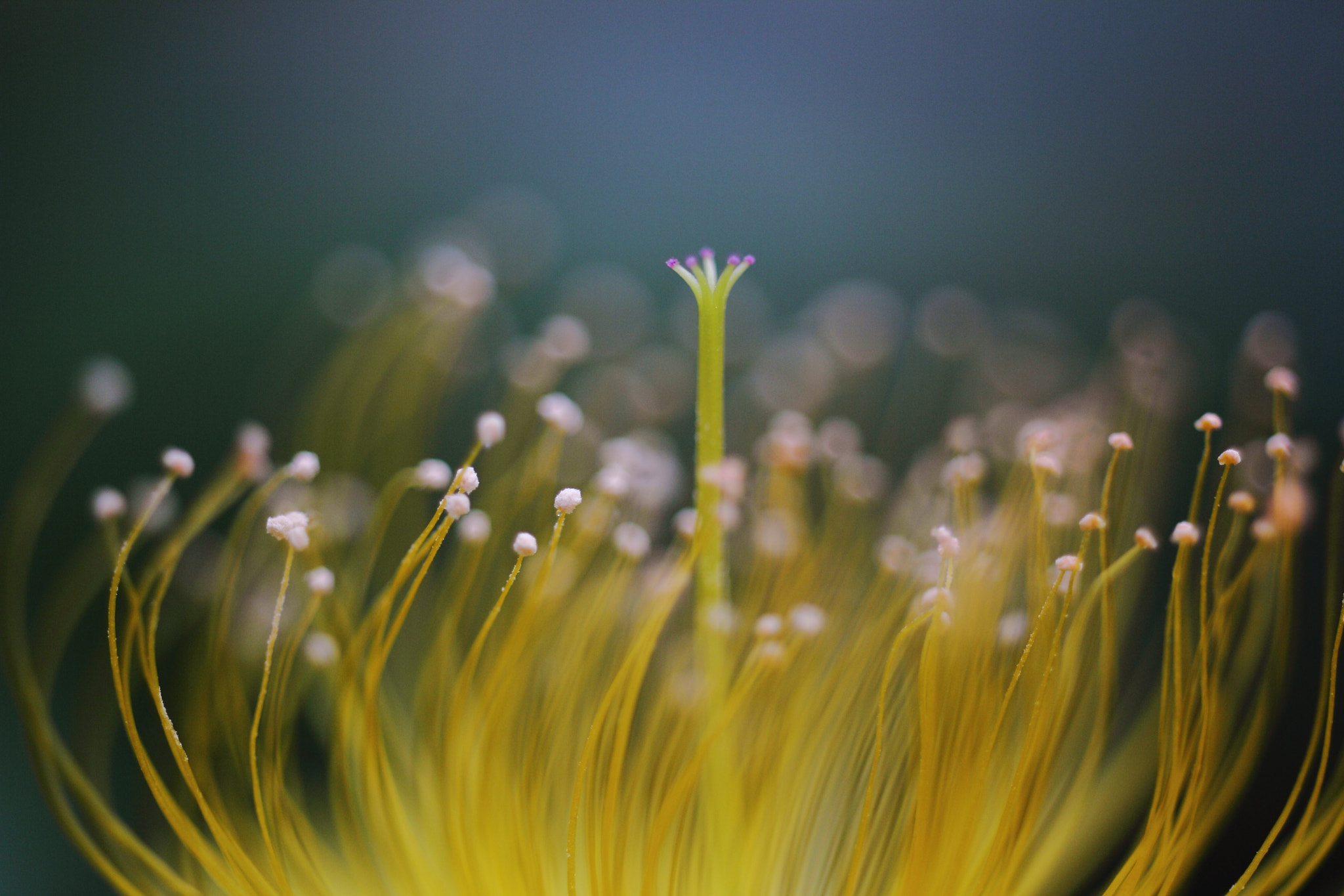 Canon EOS 60D + Tamron SP AF 60mm F2 Di II LD IF Macro sample photo. Forest photography