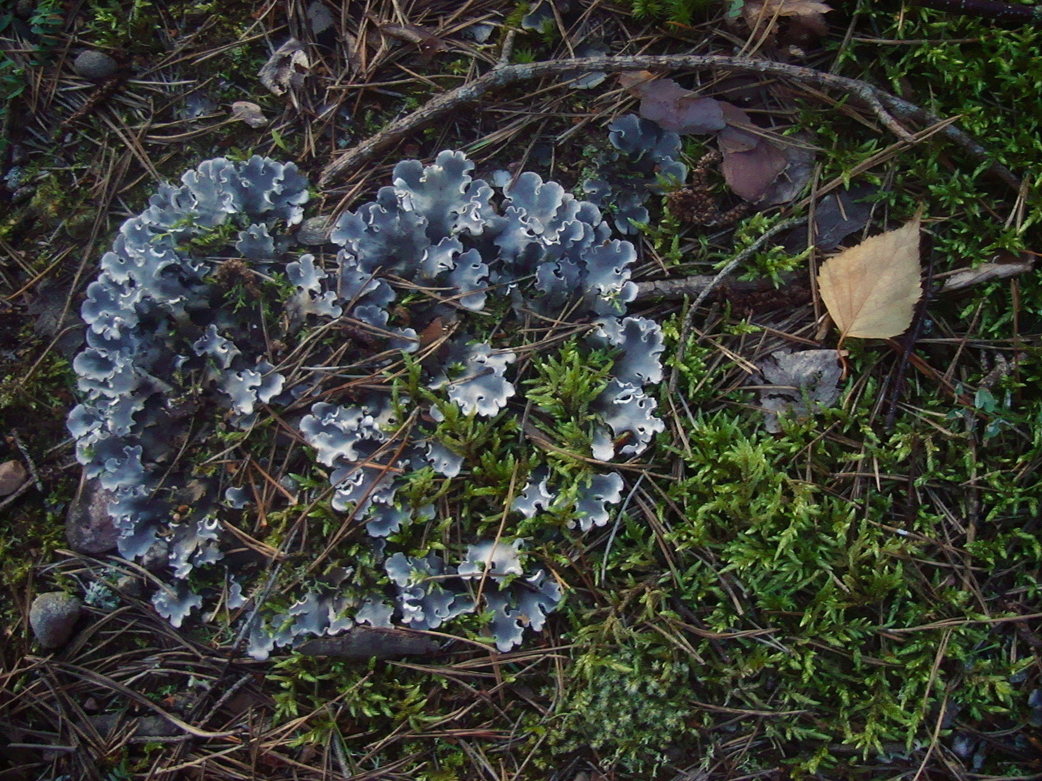 Sony DSC-W200 sample photo. Moss.forest. photography