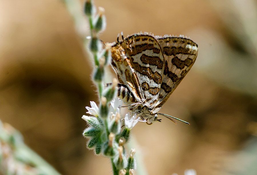 Pentax K20D + smc PENTAX-FA Macro 100mm F2.8 sample photo. Buterfly photography