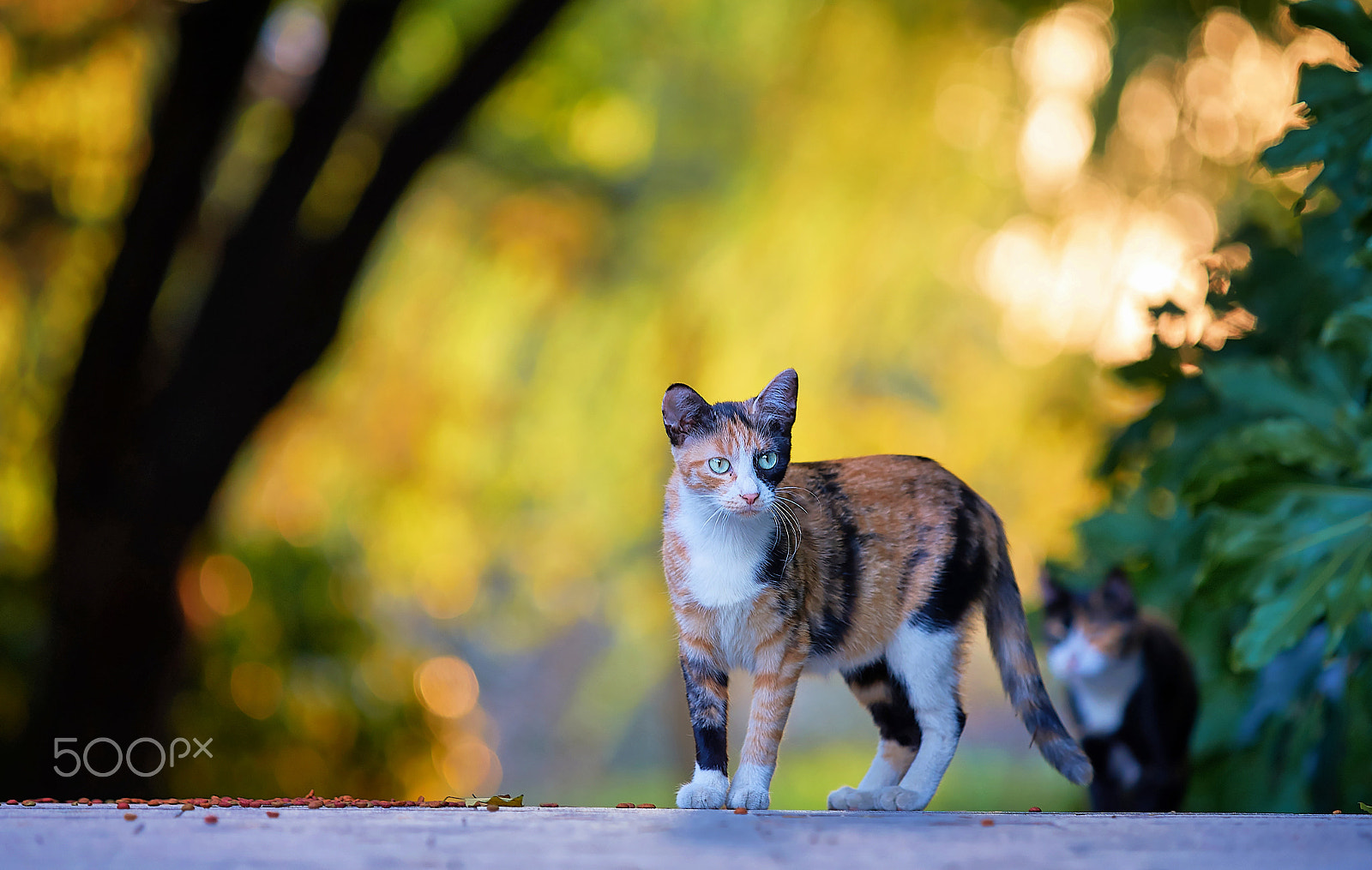 Sony a99 II + Minolta/Sony AF 70-200mm F2.8 G sample photo. Light elf photography